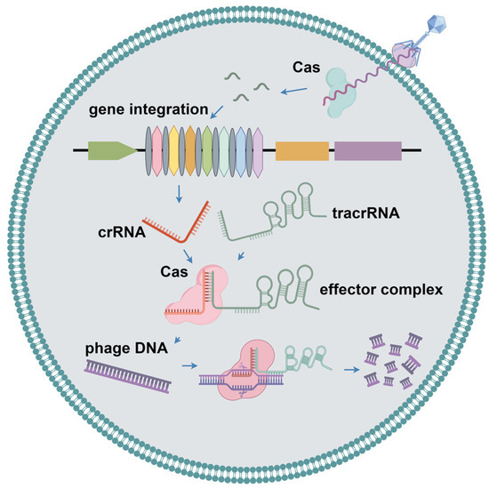 Overview of Phage Defense Systems in Bacteria and Their Applications