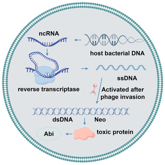 Overview of Phage Defense Systems in Bacteria and Their