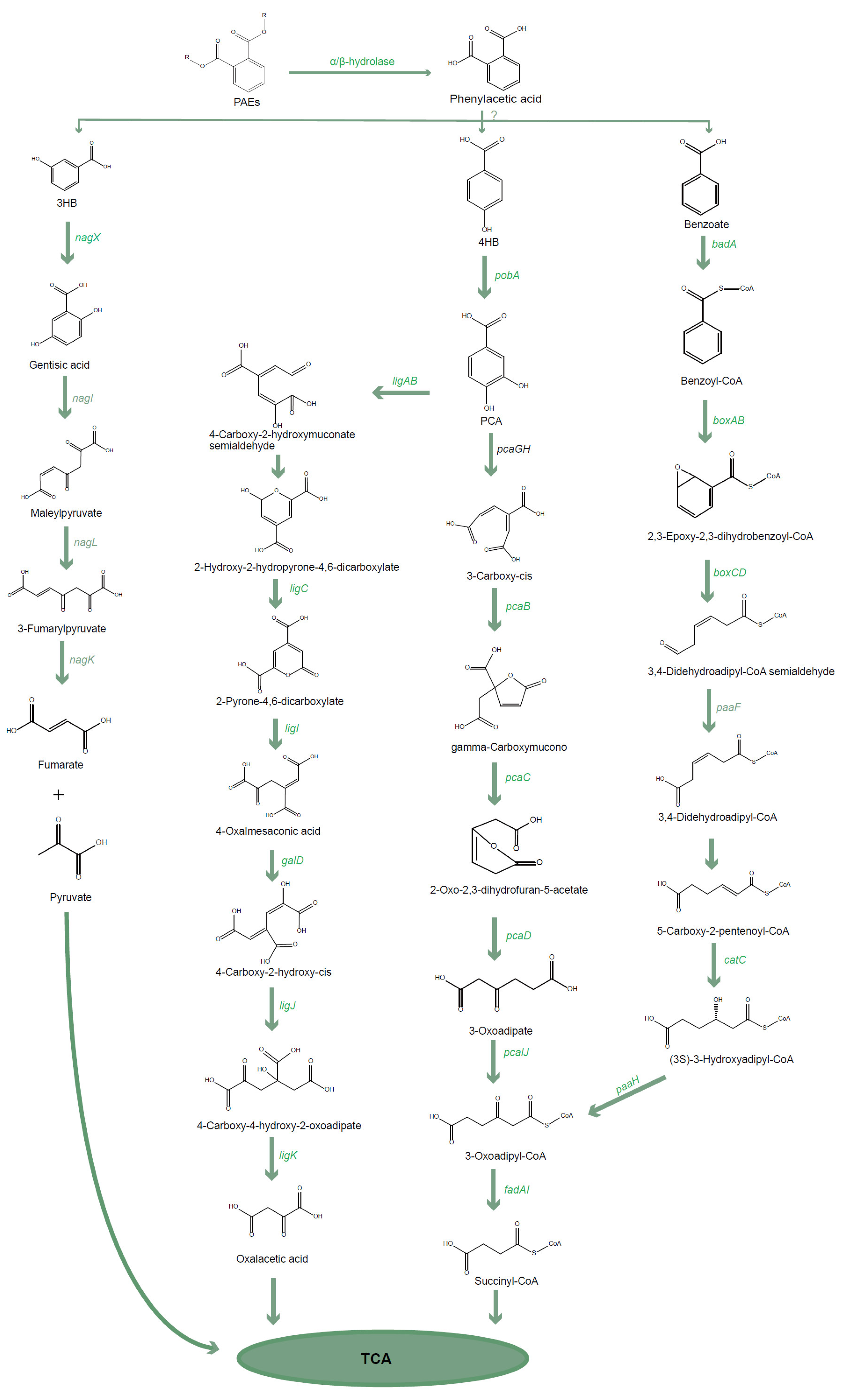 Ijms 25 13317 g005 Ijms 25 13317 g005