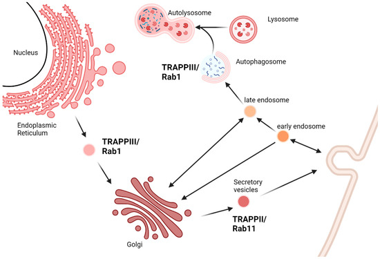 TRAPPopathies: Severe Multisystem Disorders Caused by