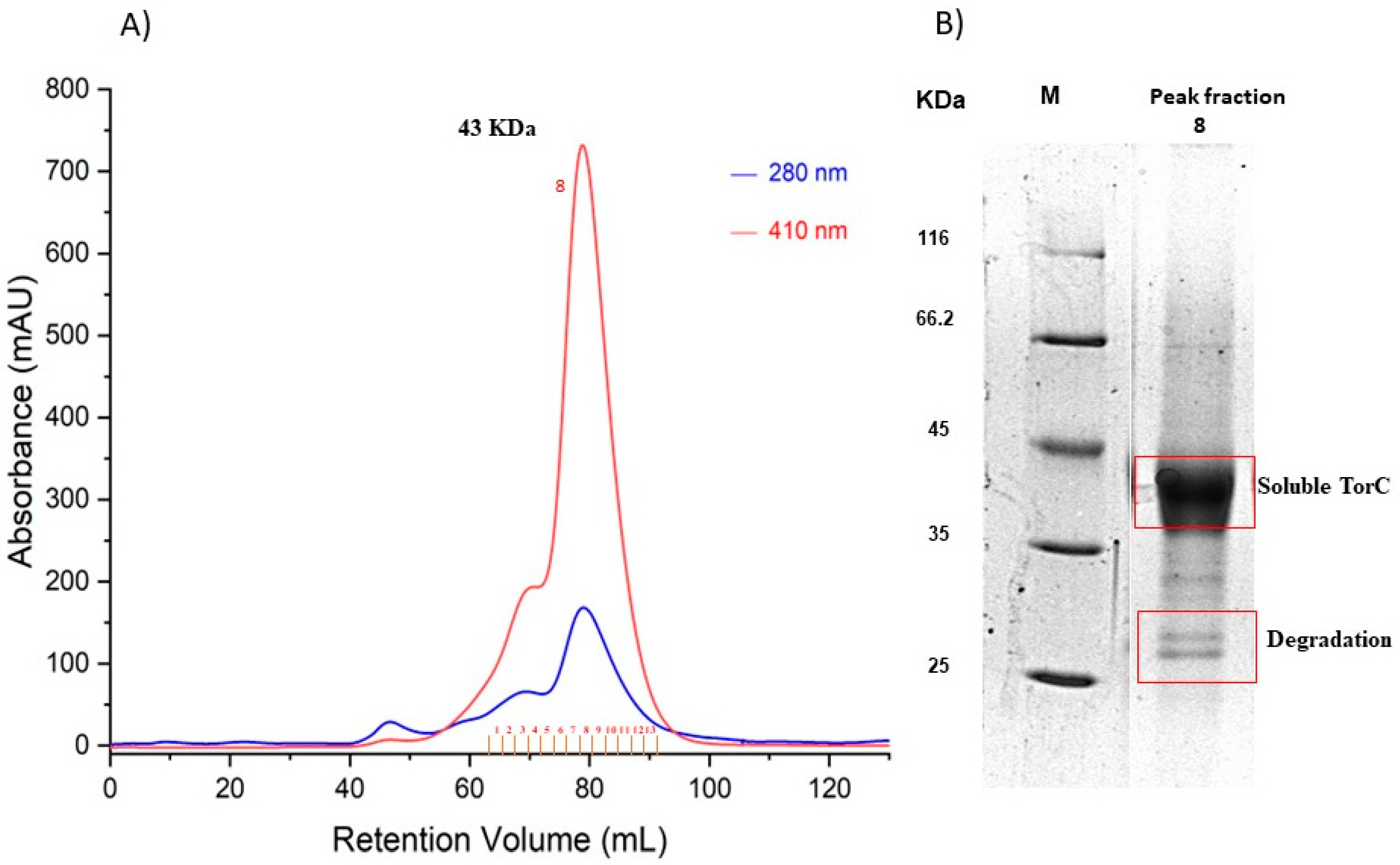 Ijms 25 13331 g001 Ijms 25 13331 g001