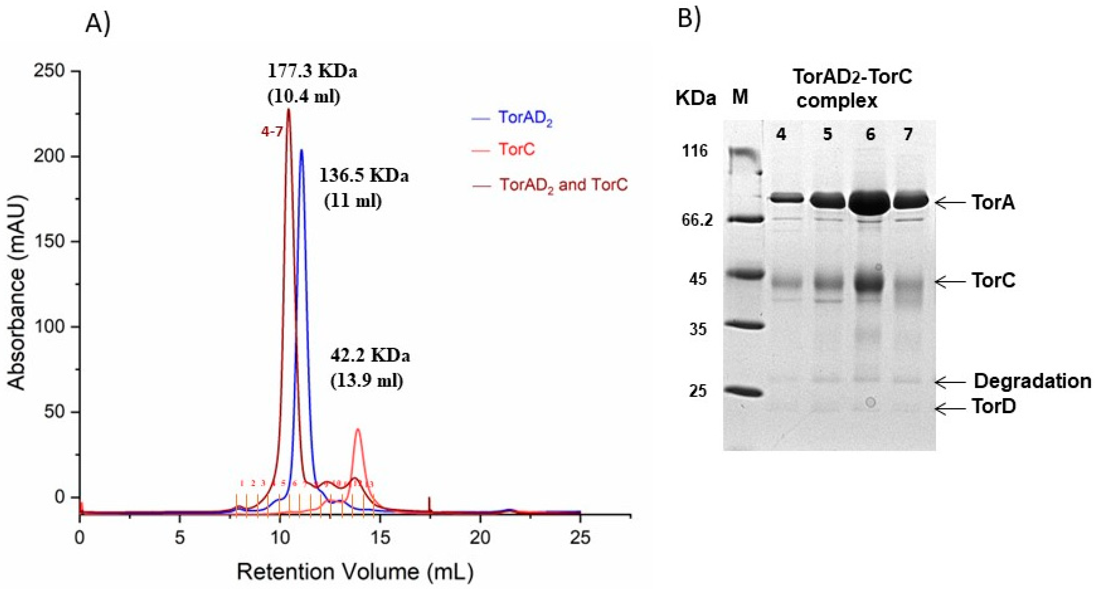 Ijms 25 13331 g003 Ijms 25 13331 g003