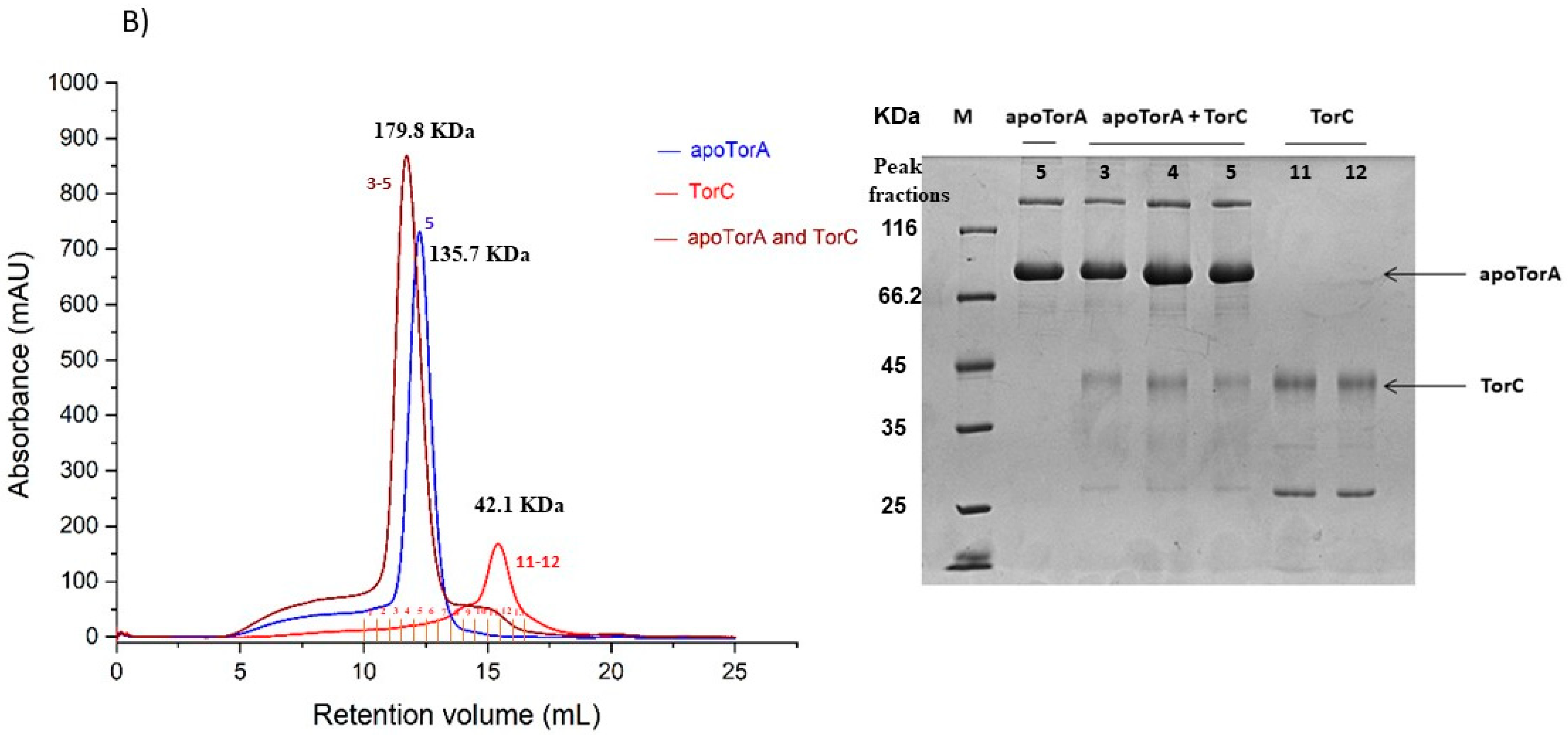 Ijms 25 13331 g004b Ijms 25 13331 g004b