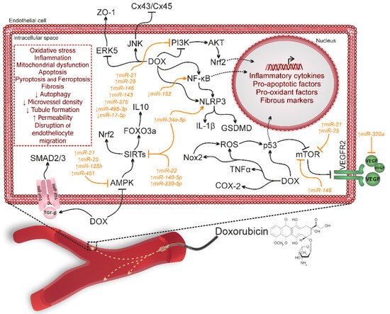 The Role of MicroRNAs in the Pathogenesis of Doxorubicin-Induced