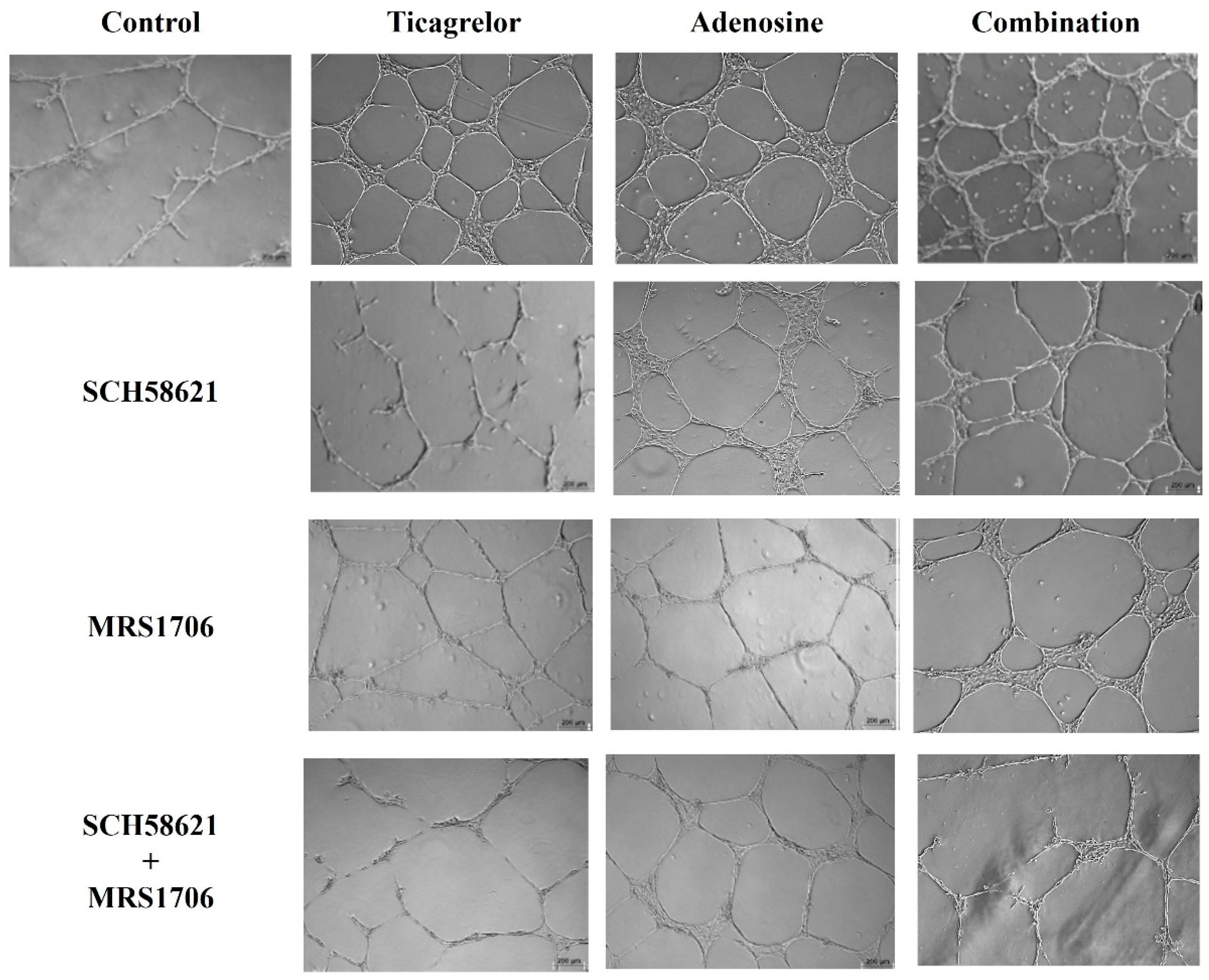 Ijms 25 13343 g004 Ijms 25 13343 g004