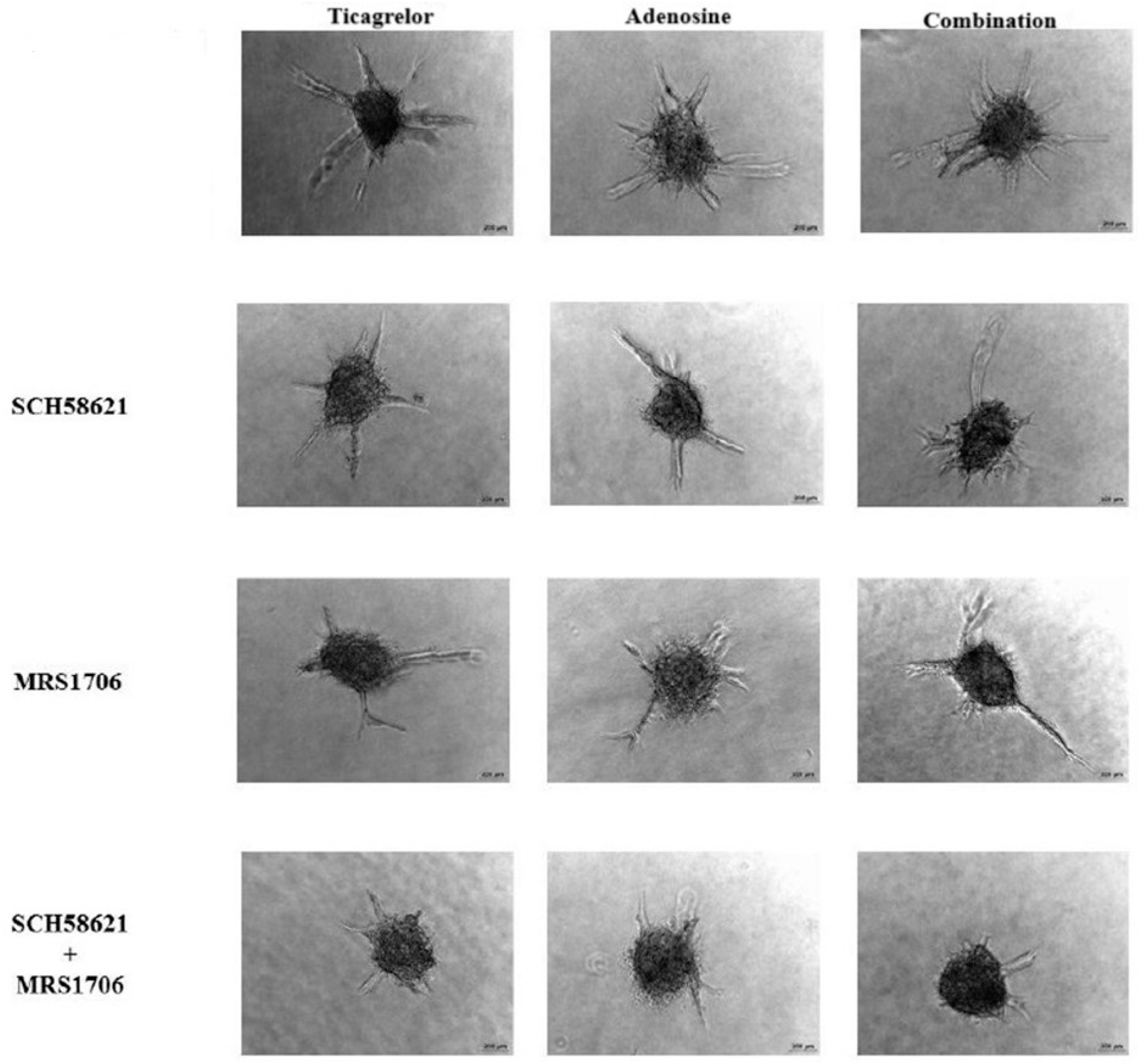 Ijms 25 13343 g005 Ijms 25 13343 g005