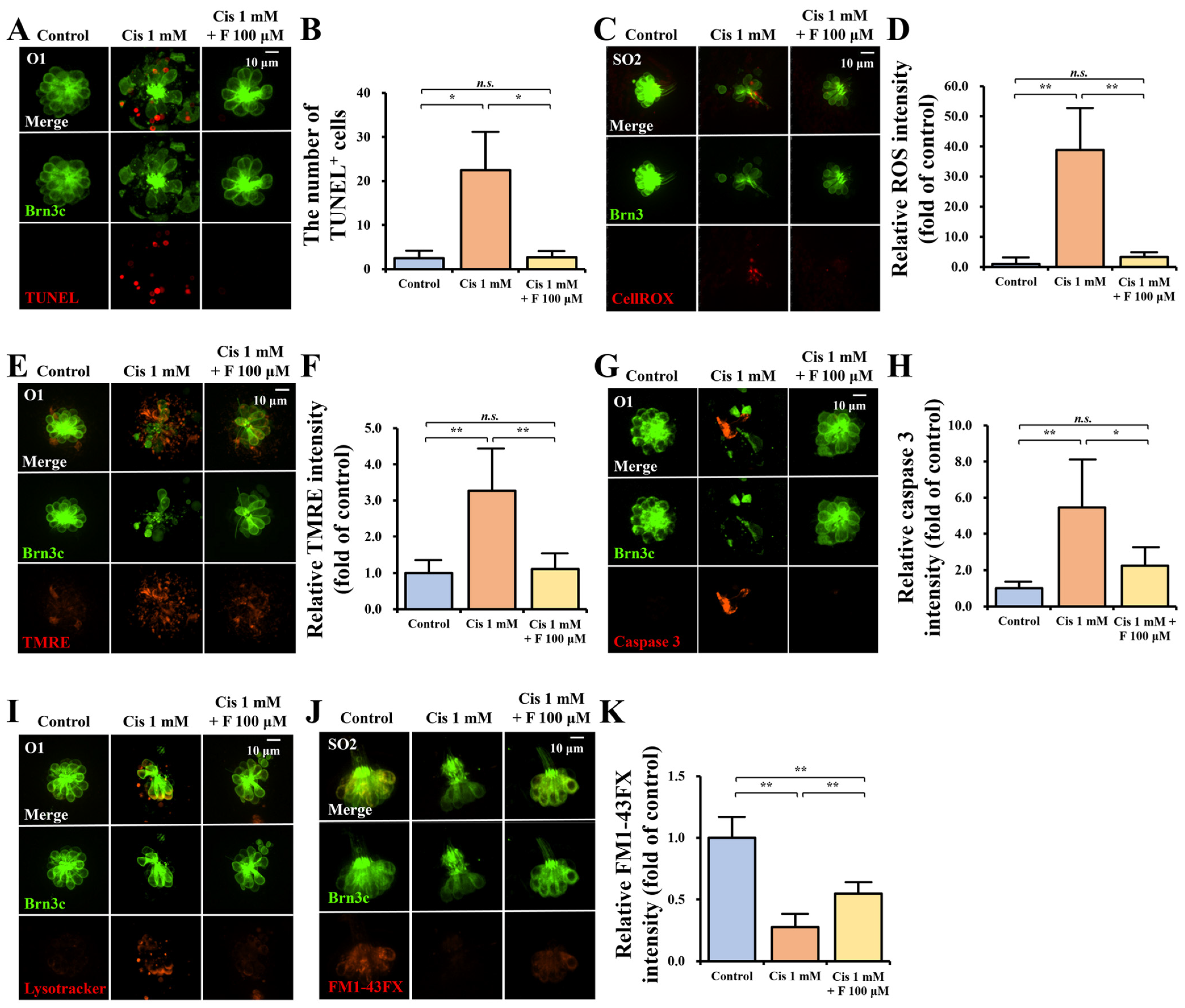 Ijms 25 13363 g002 Ijms 25 13363 g002