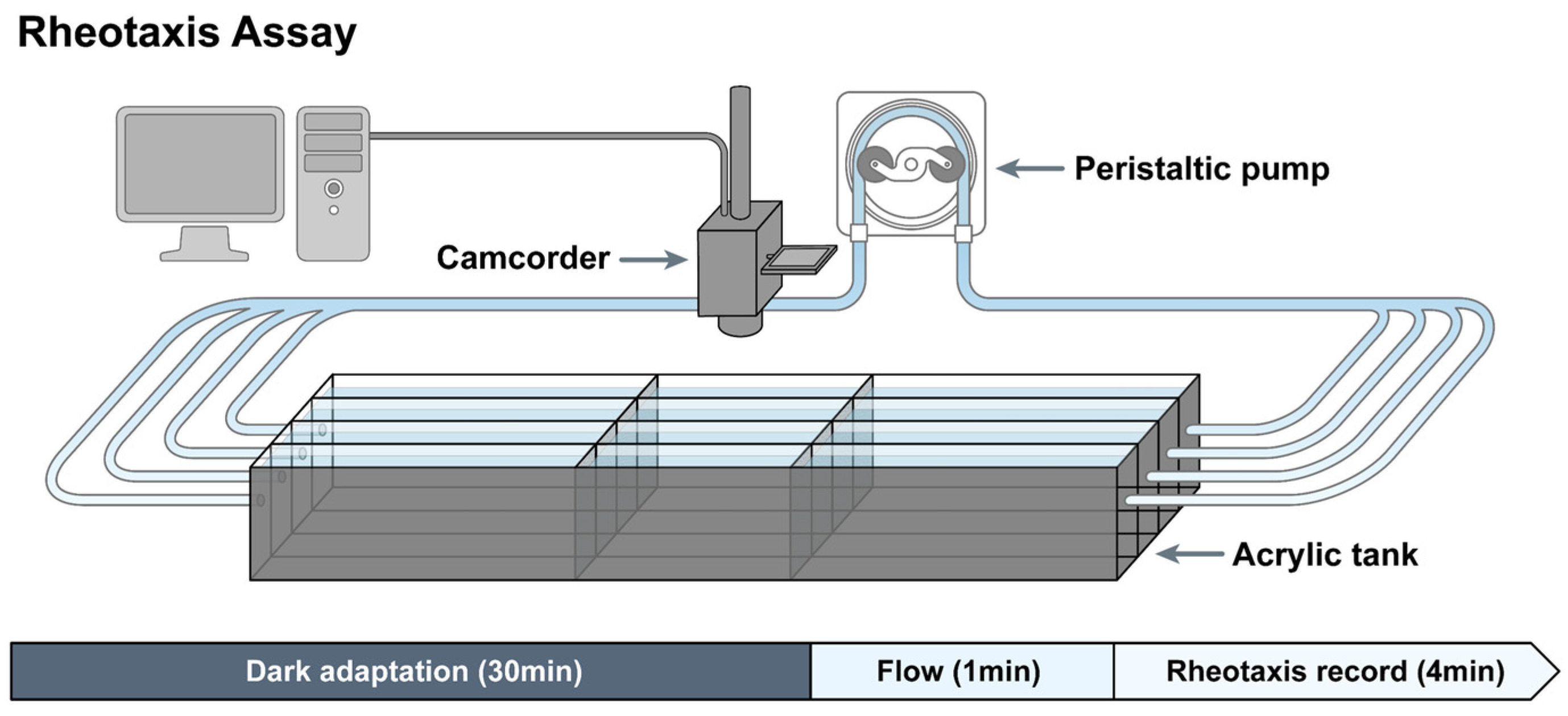 Ijms 25 13363 g005 Ijms 25 13363 g005