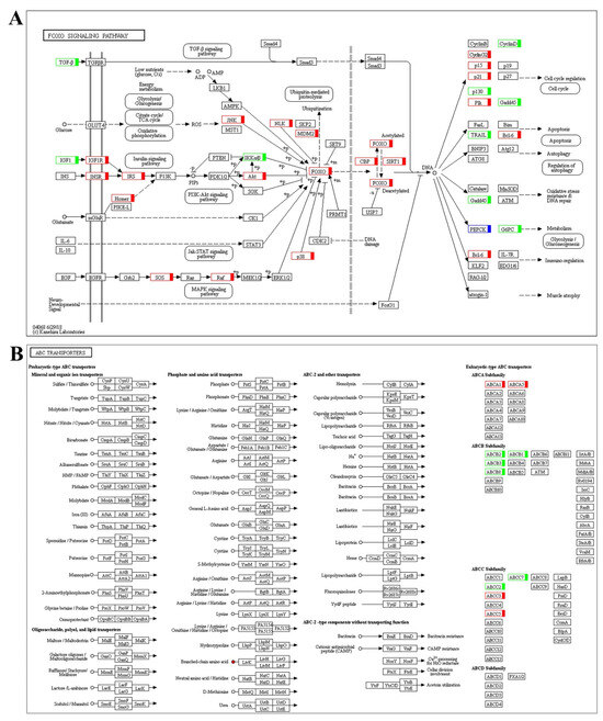 Integrated Analysis of Transcriptome and Metabolome in the Brain
