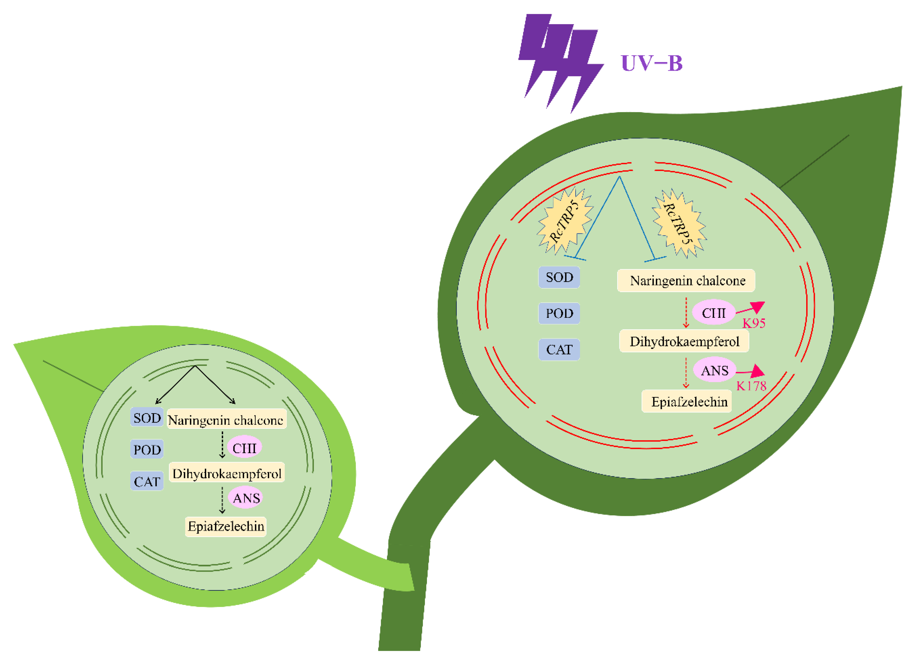 Ijms 25 13383 g008 Ijms 25 13383 g008