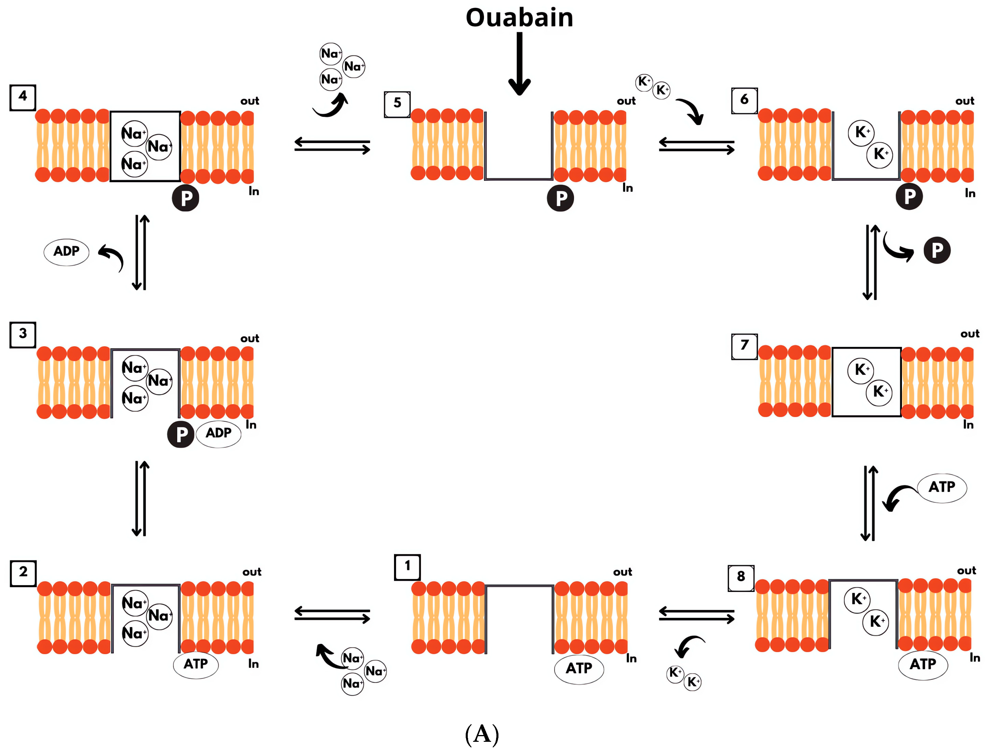 Ijms 25 13398 g002a Ijms 25 13398 g002a