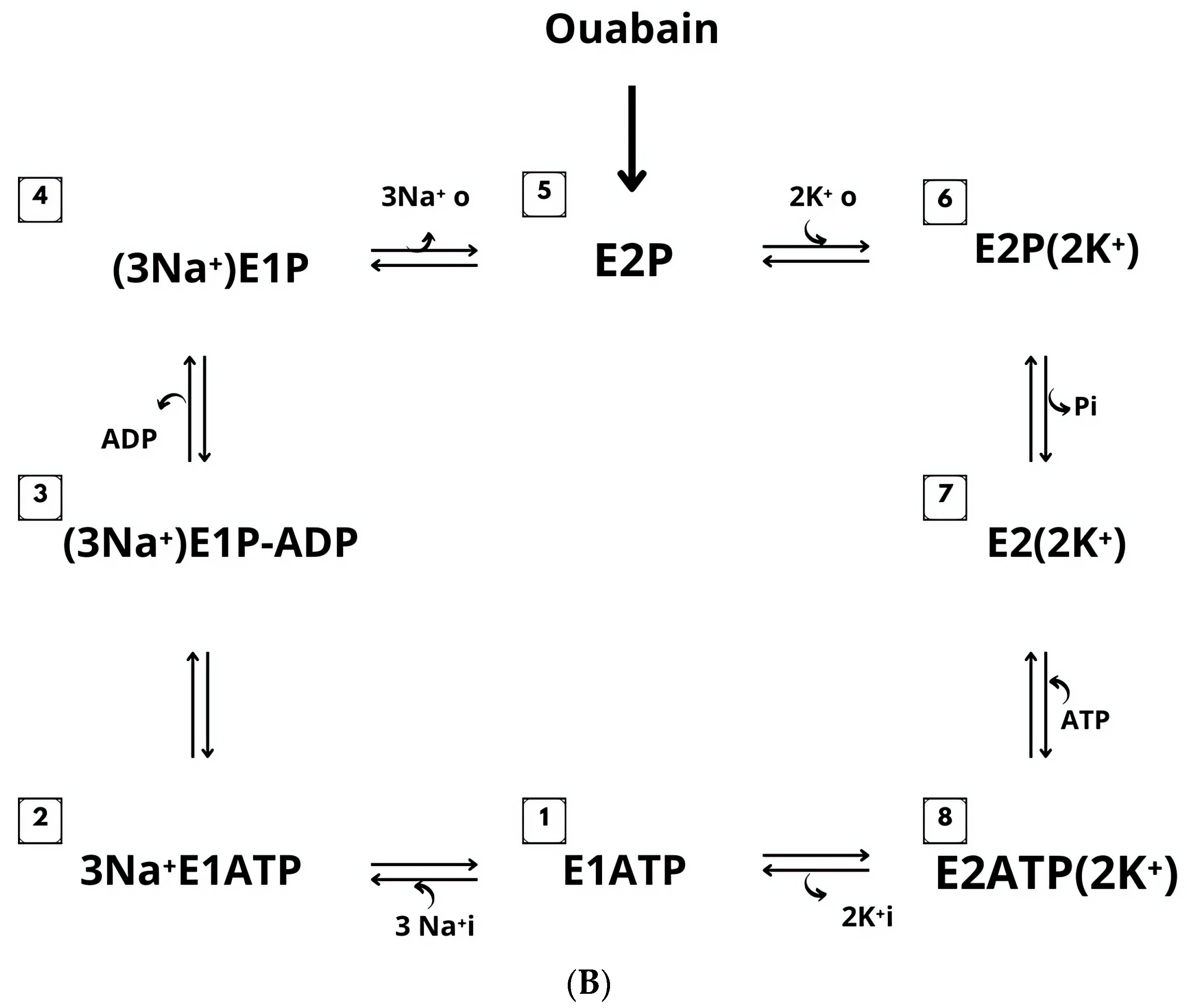 Ijms 25 13398 g002b Ijms 25 13398 g002b