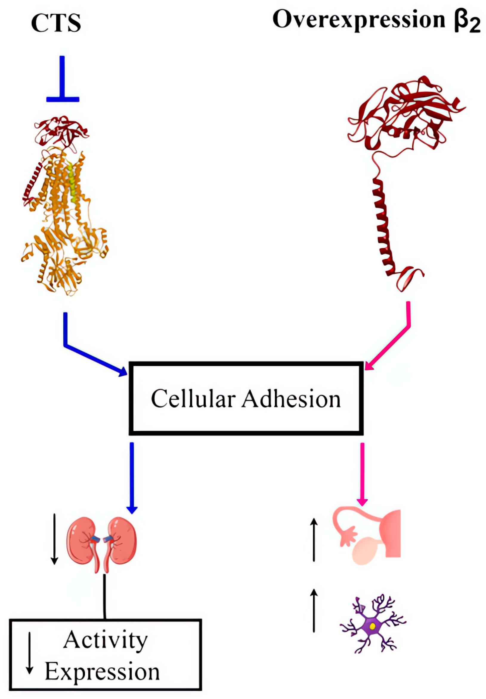 Ijms 25 13398 g005 Ijms 25 13398 g005