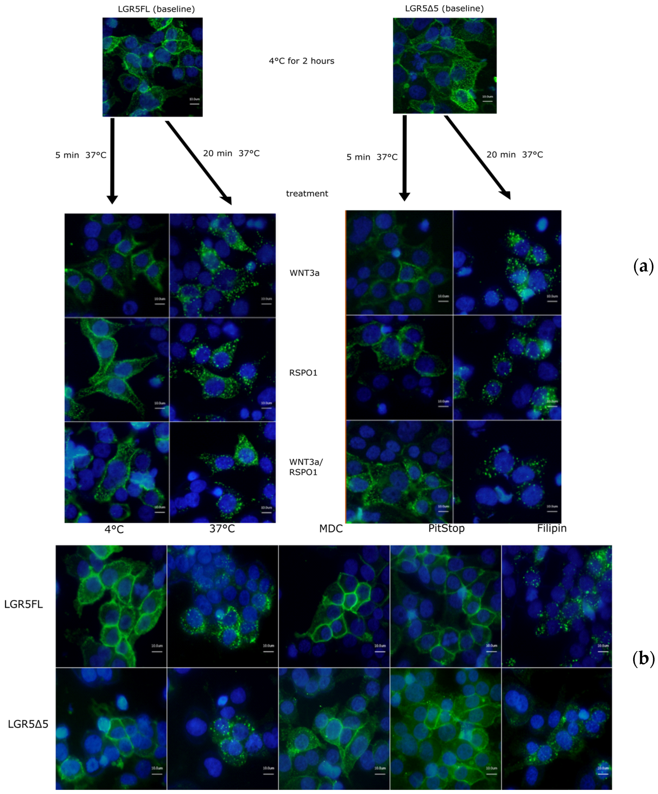 Ijms 25 13417 g002 Ijms 25 13417 g002