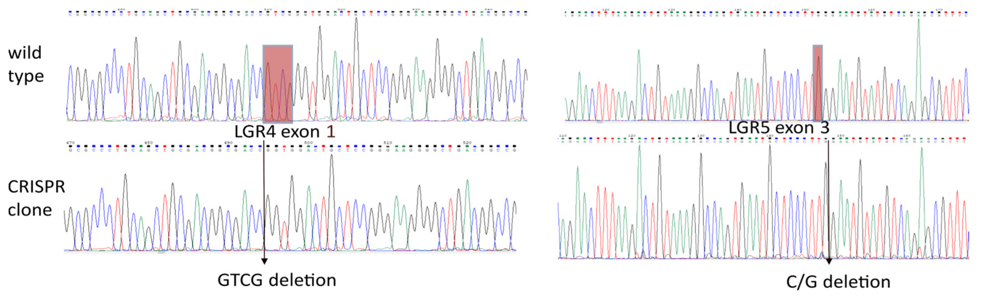 Ijms 25 13417 g004 Ijms 25 13417 g004