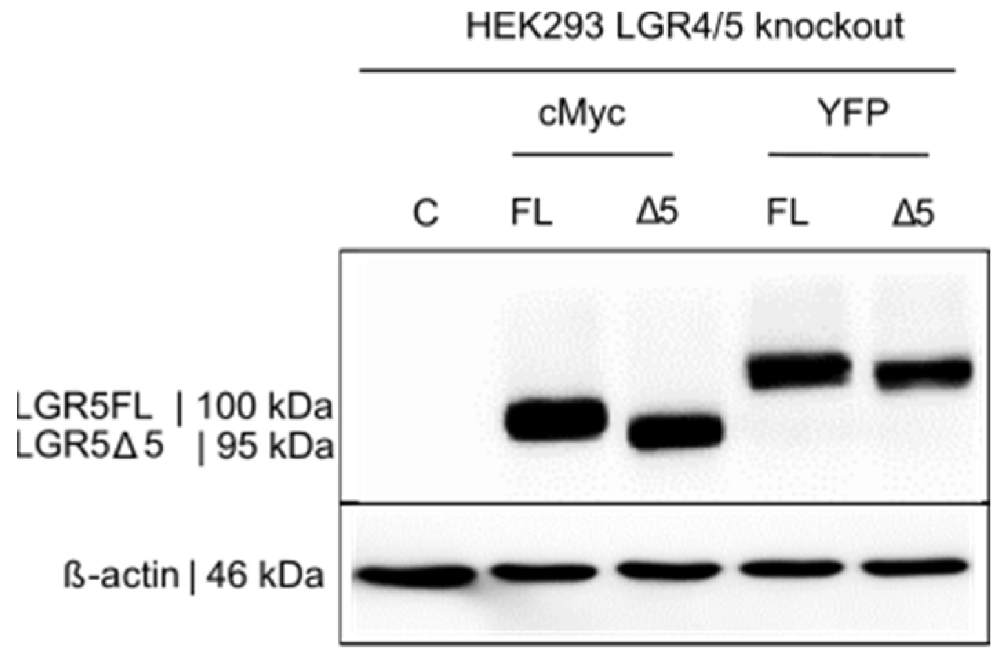 Ijms 25 13417 g006 Ijms 25 13417 g006