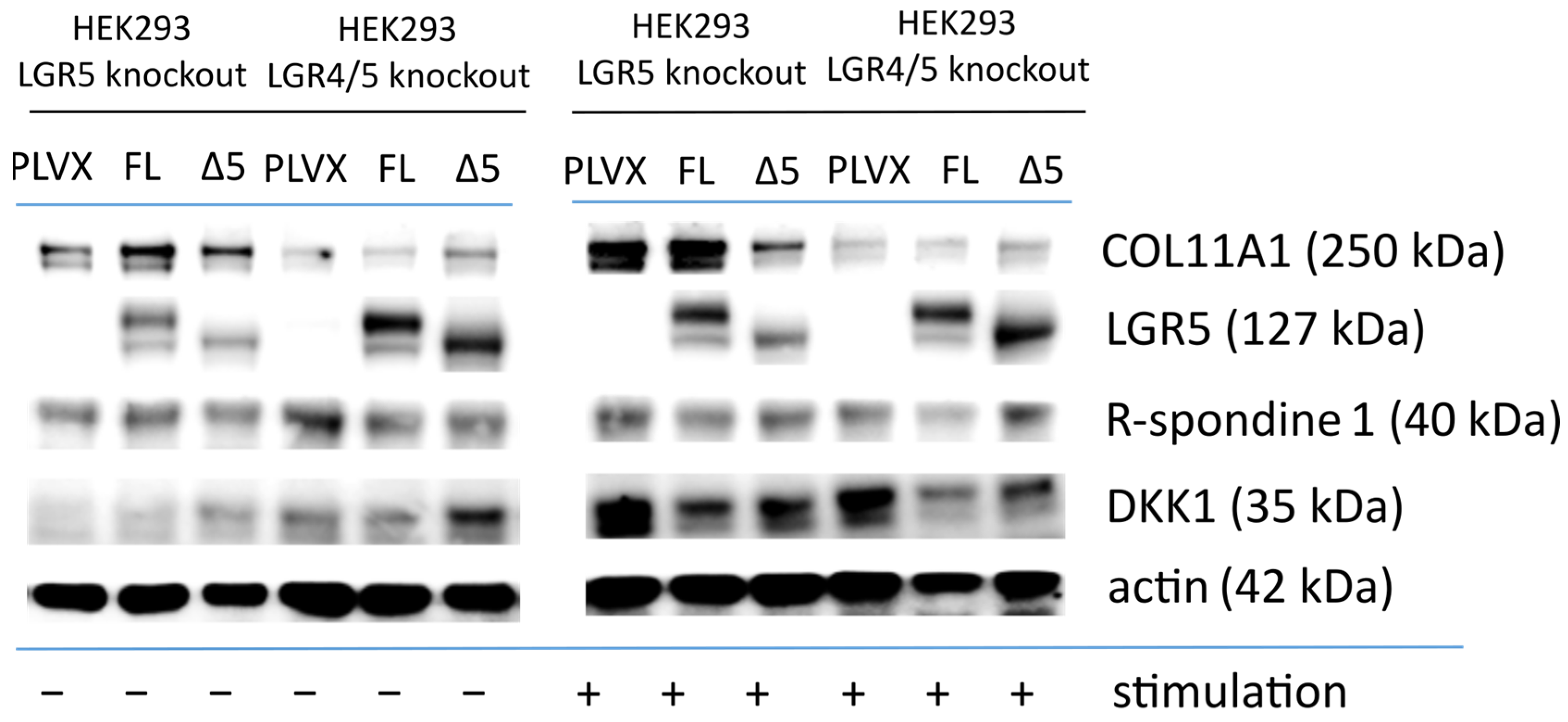 Ijms 25 13417 g010 Ijms 25 13417 g010