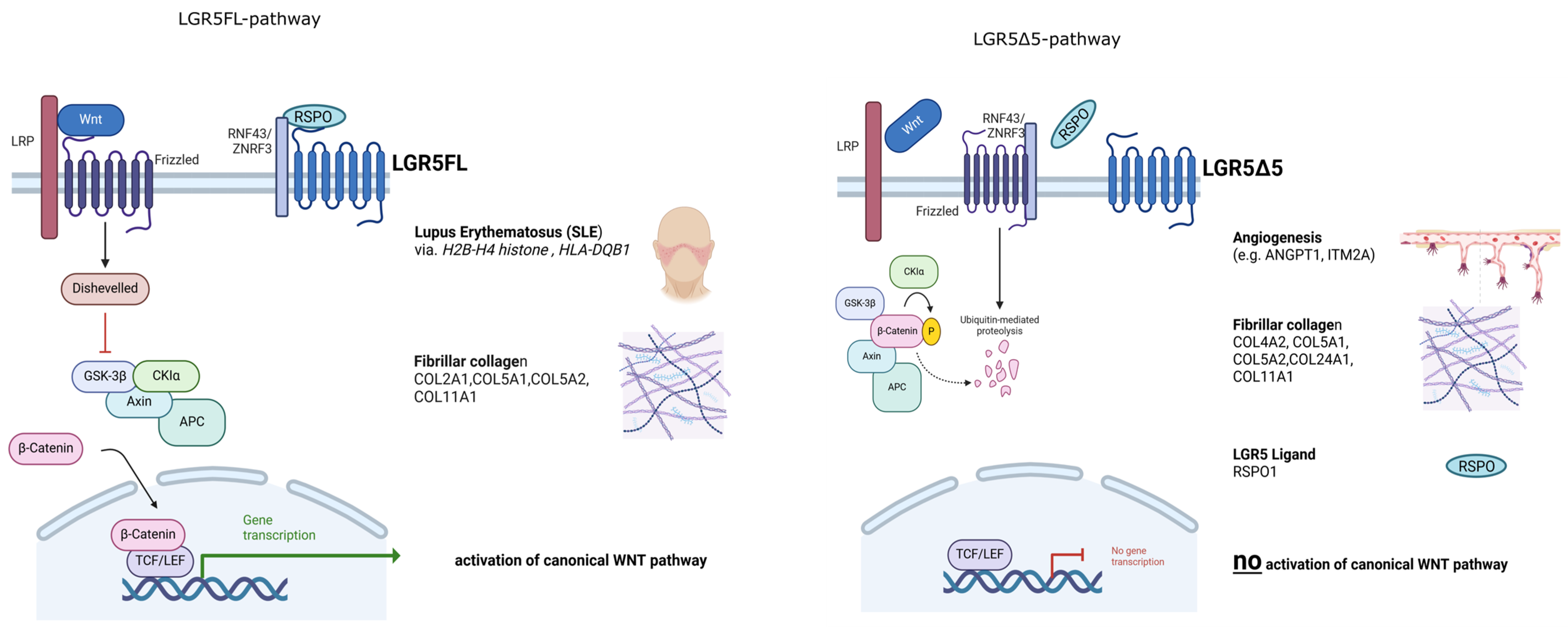 Ijms 25 13417 g011 Ijms 25 13417 g011