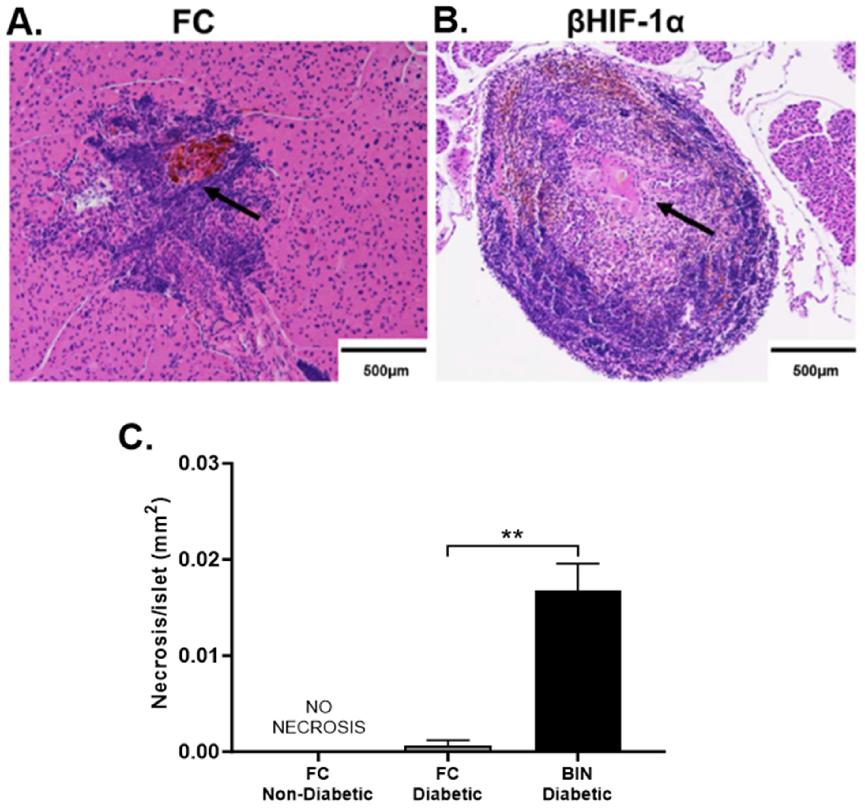Ijms 25 13451 g004 Ijms 25 13451 g004
