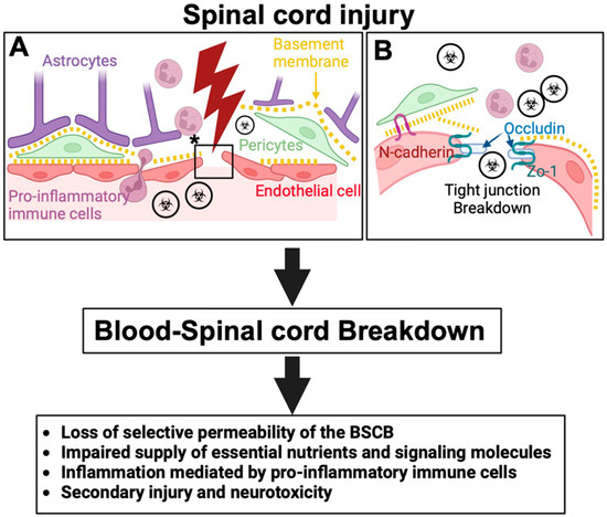 Mesenchymal Stem Cells and Their Extracellular Vesicles