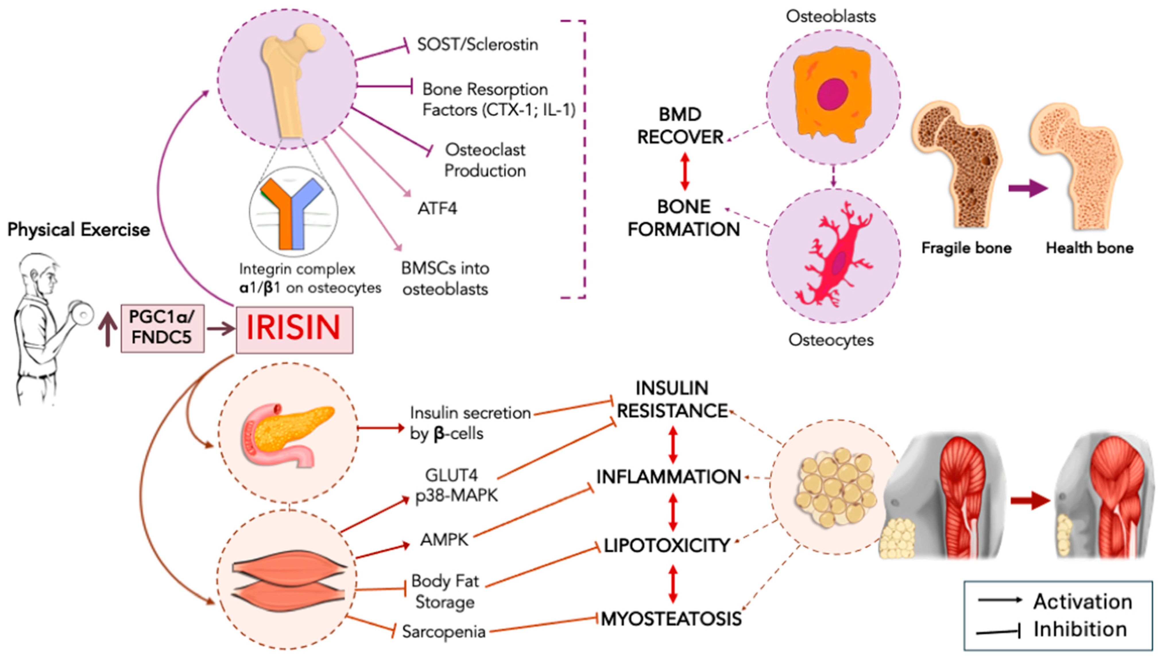 Ijms 25 13480 g002 Ijms 25 13480 g002