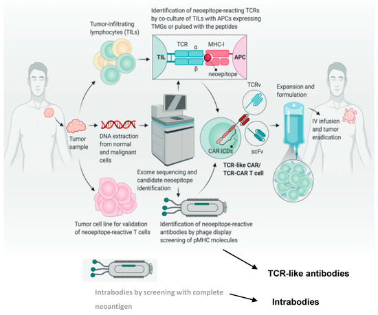 Genetically Engineered T Cells and Recombinant Antibodies to