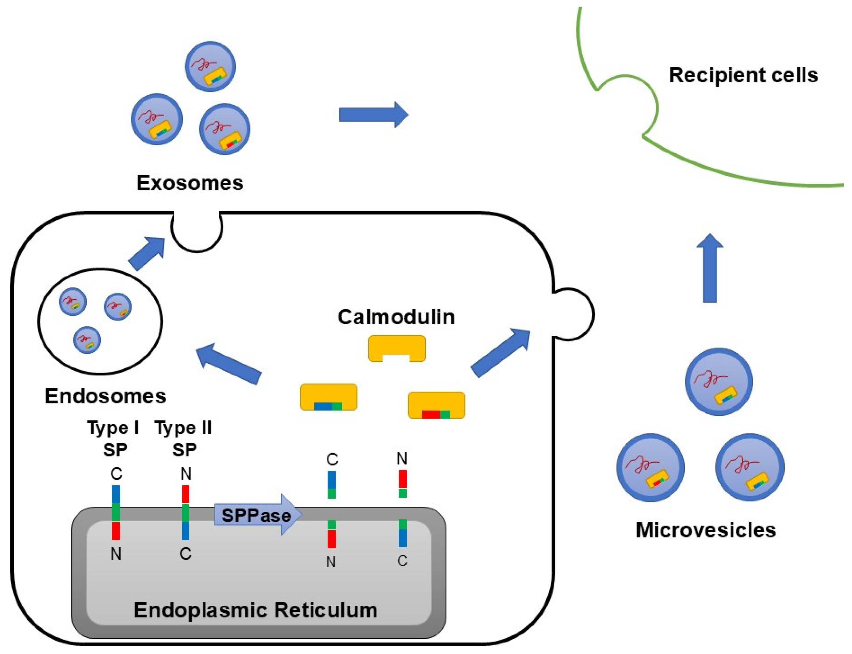 Ijms 25 13534 g002 Ijms 25 13534 g002