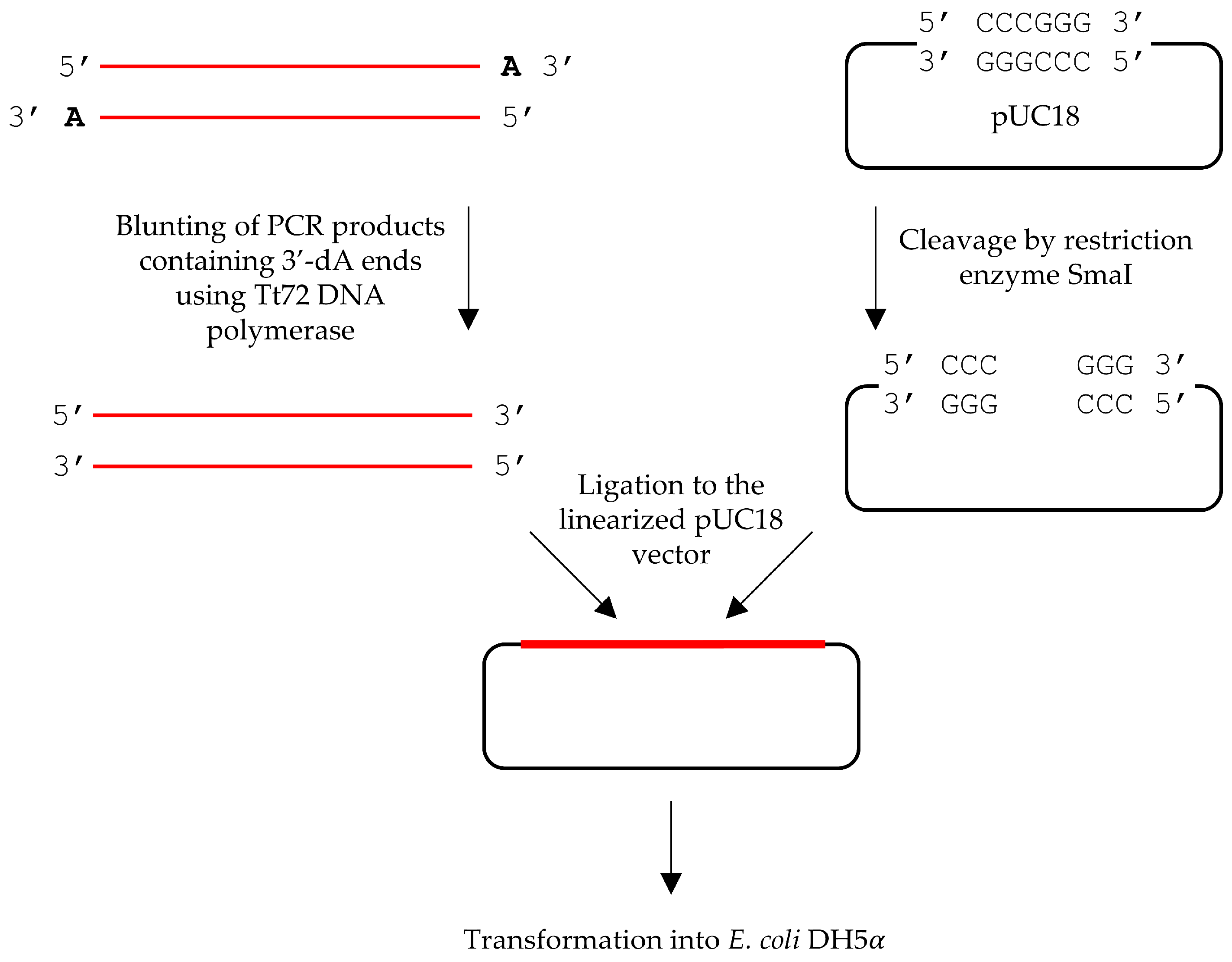 Ijms 25 13544 g003 Ijms 25 13544 g003