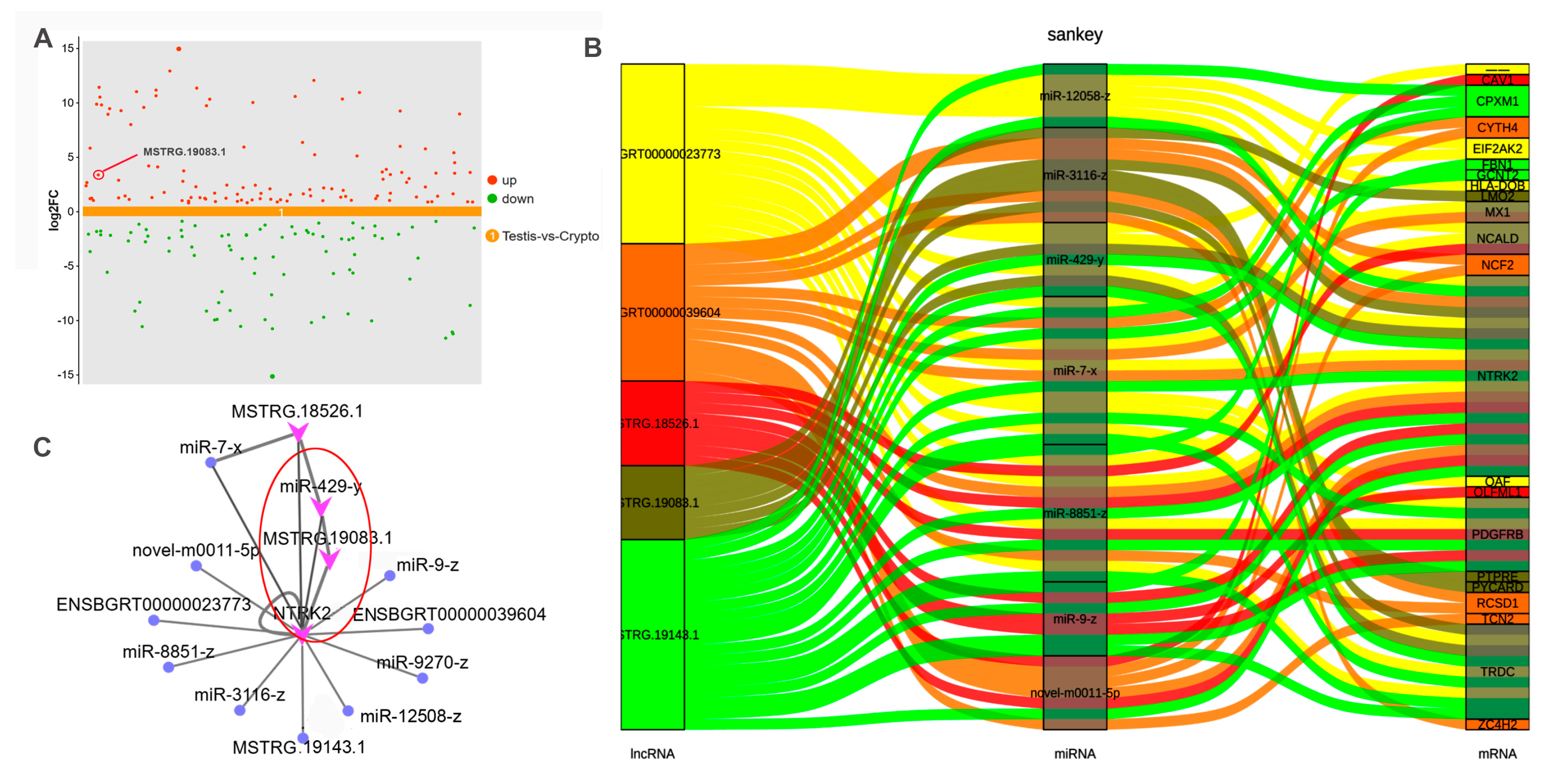 LncRNA-MSTRG.19083.1 Targets NTRK2 as a miR-429-y Sponge to