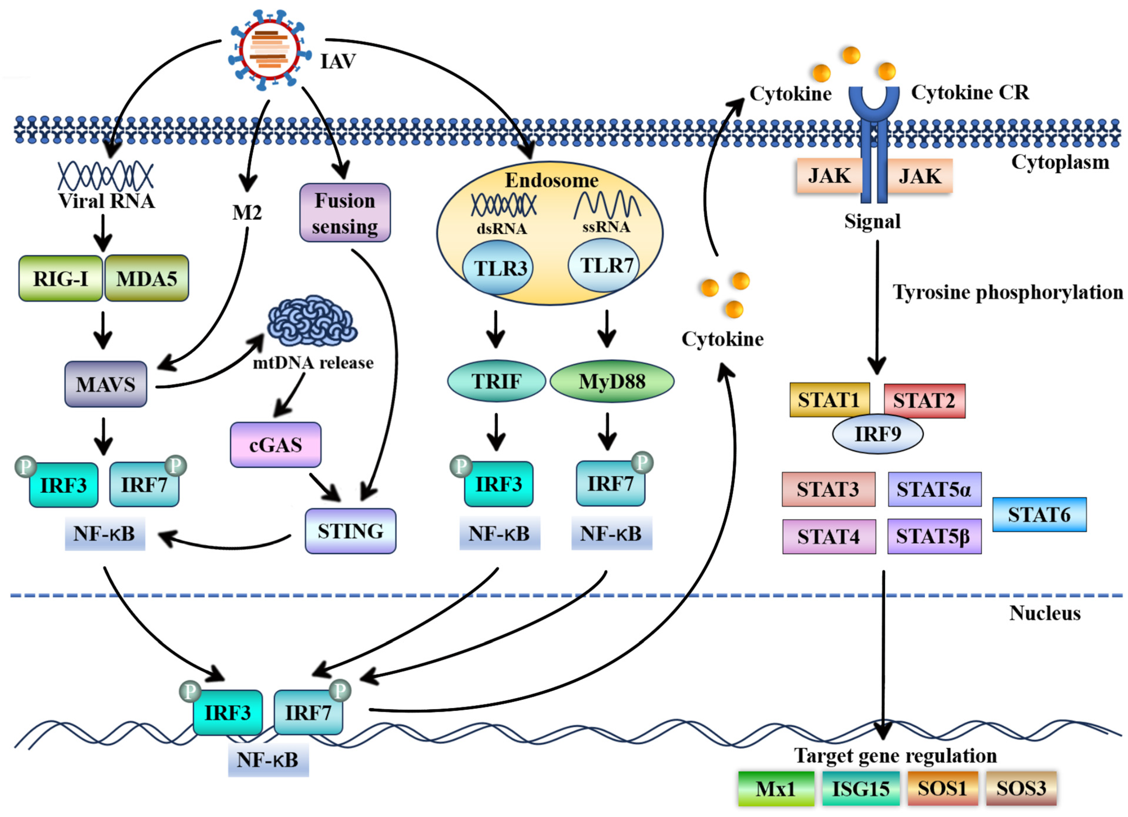 Ijms 25 13589 g002 Ijms 25 13589 g002