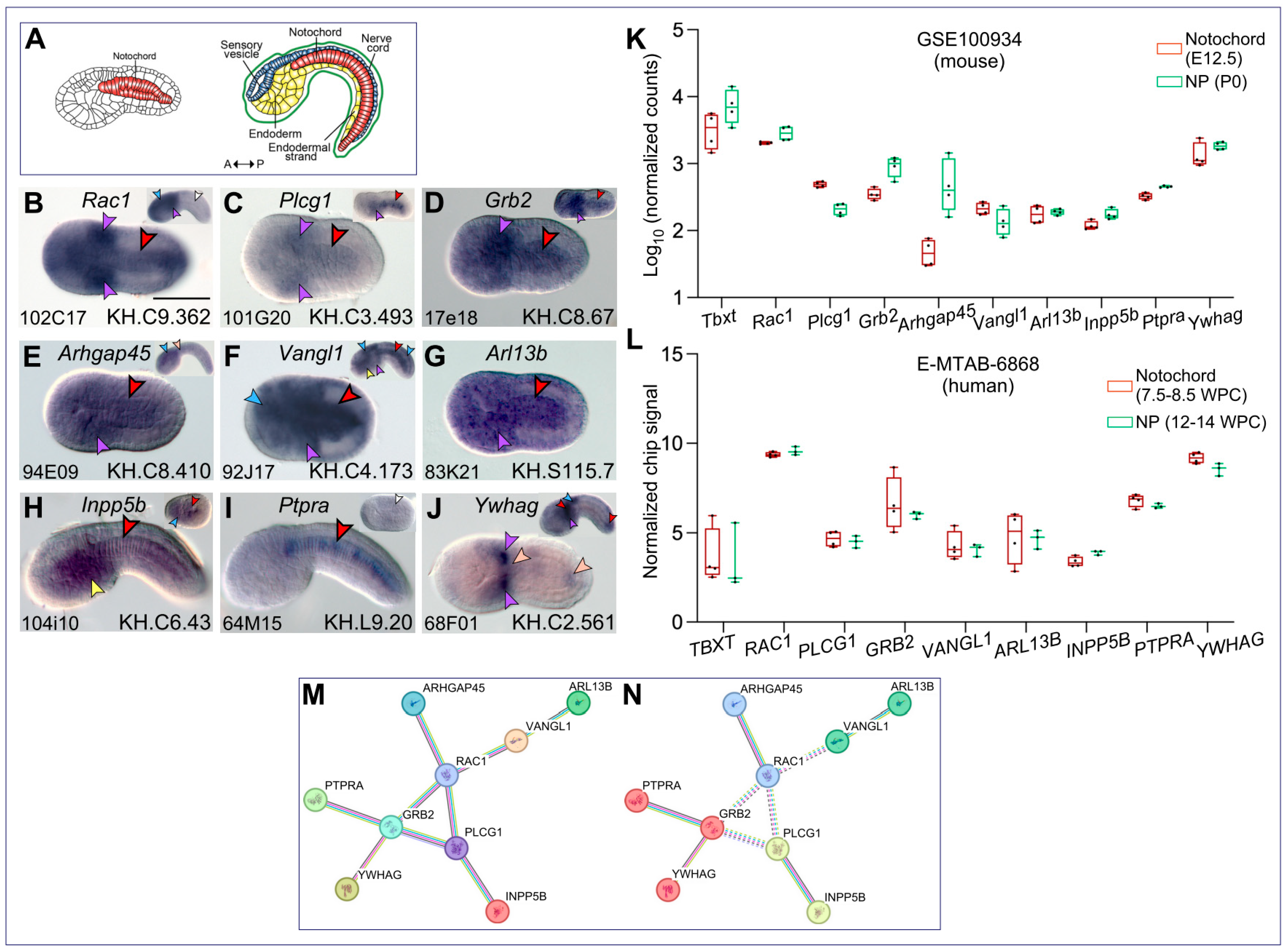 Ijms 25 13631 g001 Ijms 25 13631 g001