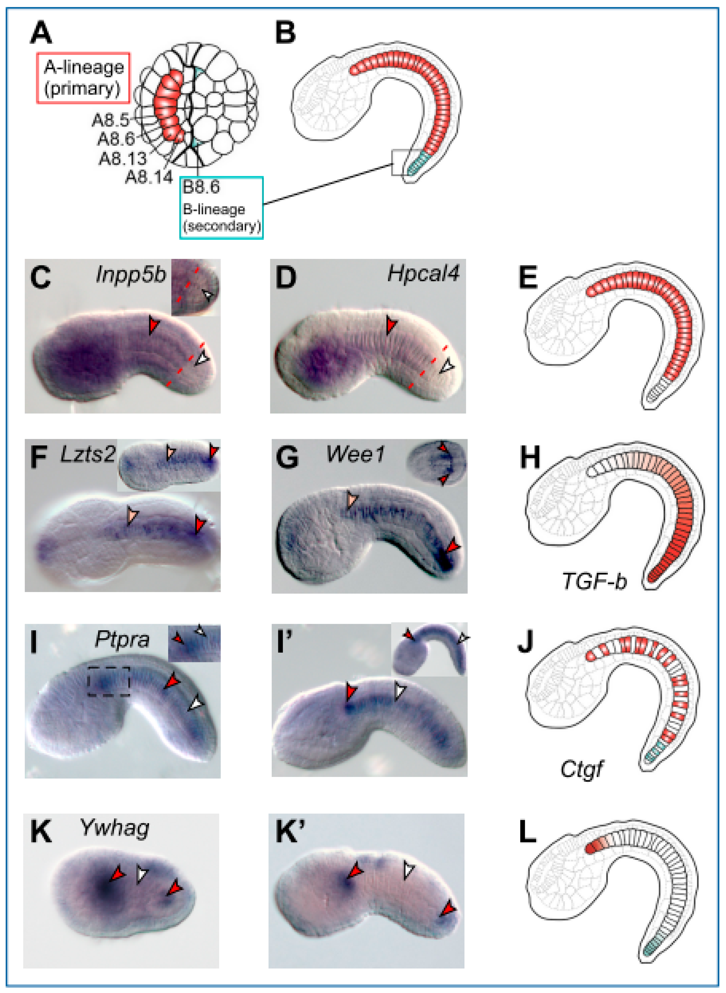 Ijms 25 13631 g003 Ijms 25 13631 g003