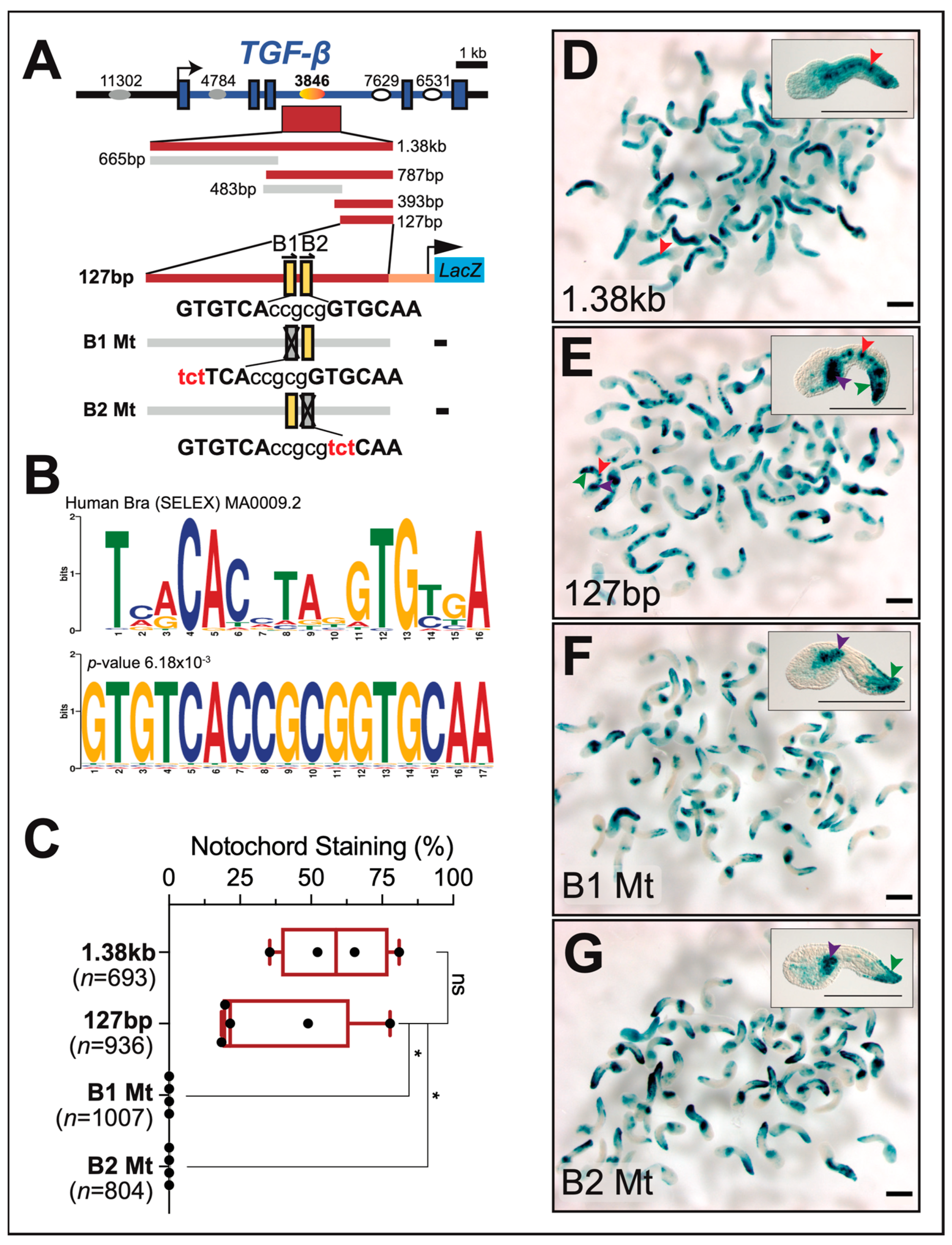 Ijms 25 13631 g004 Ijms 25 13631 g004