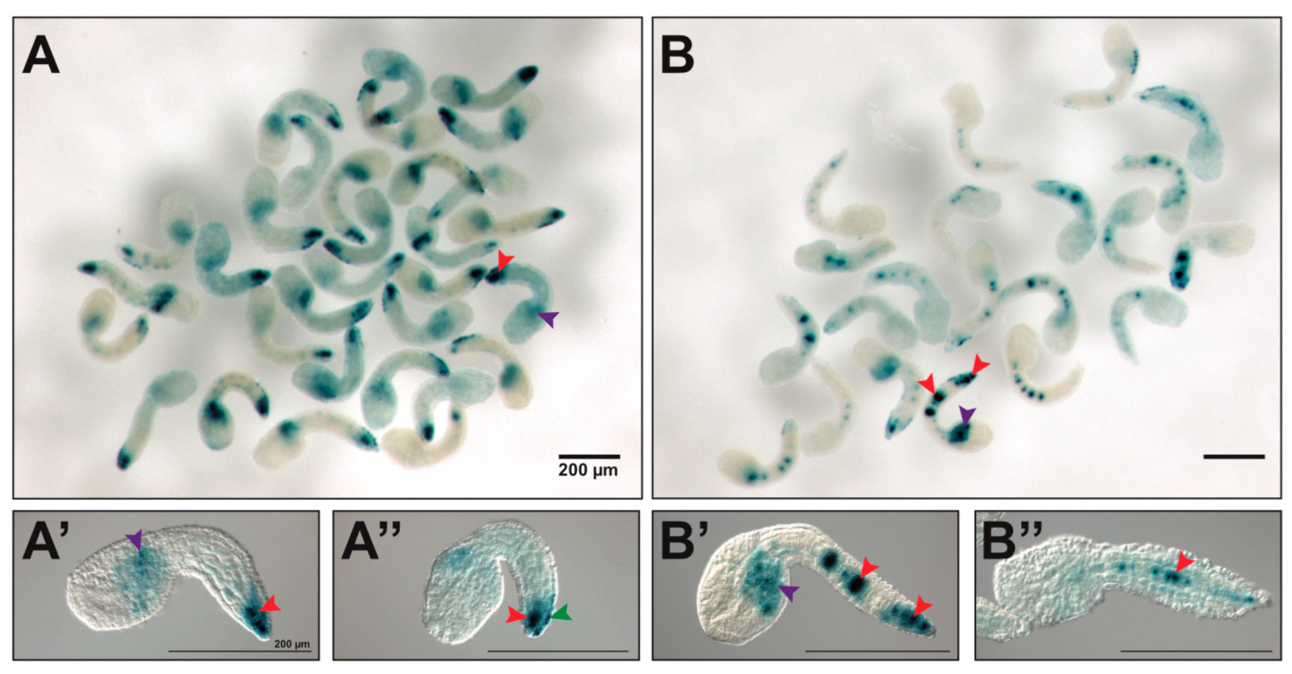 Ijms 25 13631 g005 Ijms 25 13631 g005