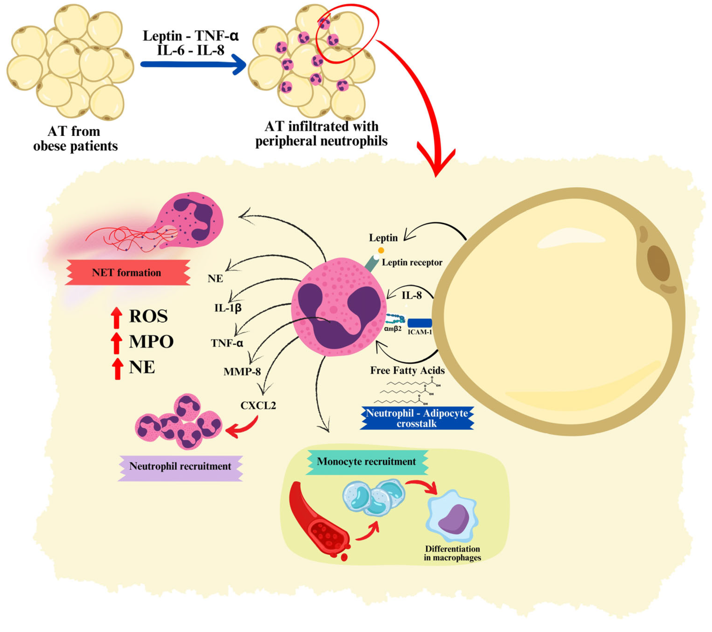 Ijms 25 13633 g001 Ijms 25 13633 g001