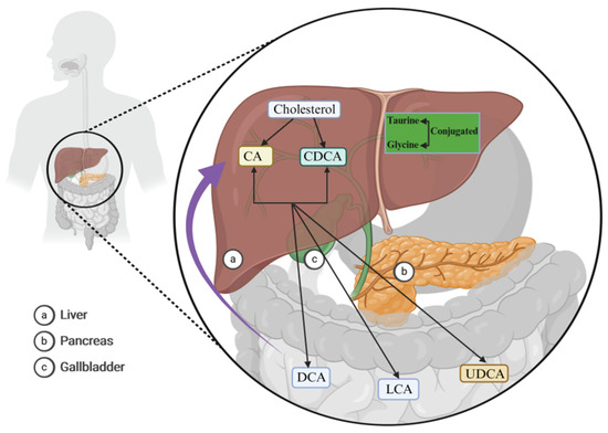 Pharmacological Mechanisms of Bile Acids Targeting the Farnesoid X Receptor