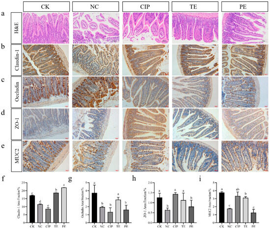 Lactobacillus agilis SNF7 Presents Excellent Antibacteria Lactobacillus agilis SNF7 Presents Excellent Antibacteria