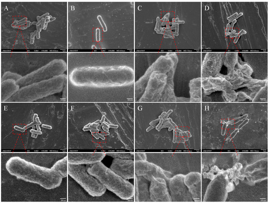 Synergistic Effects and Mechanisms of Action of Rutin with