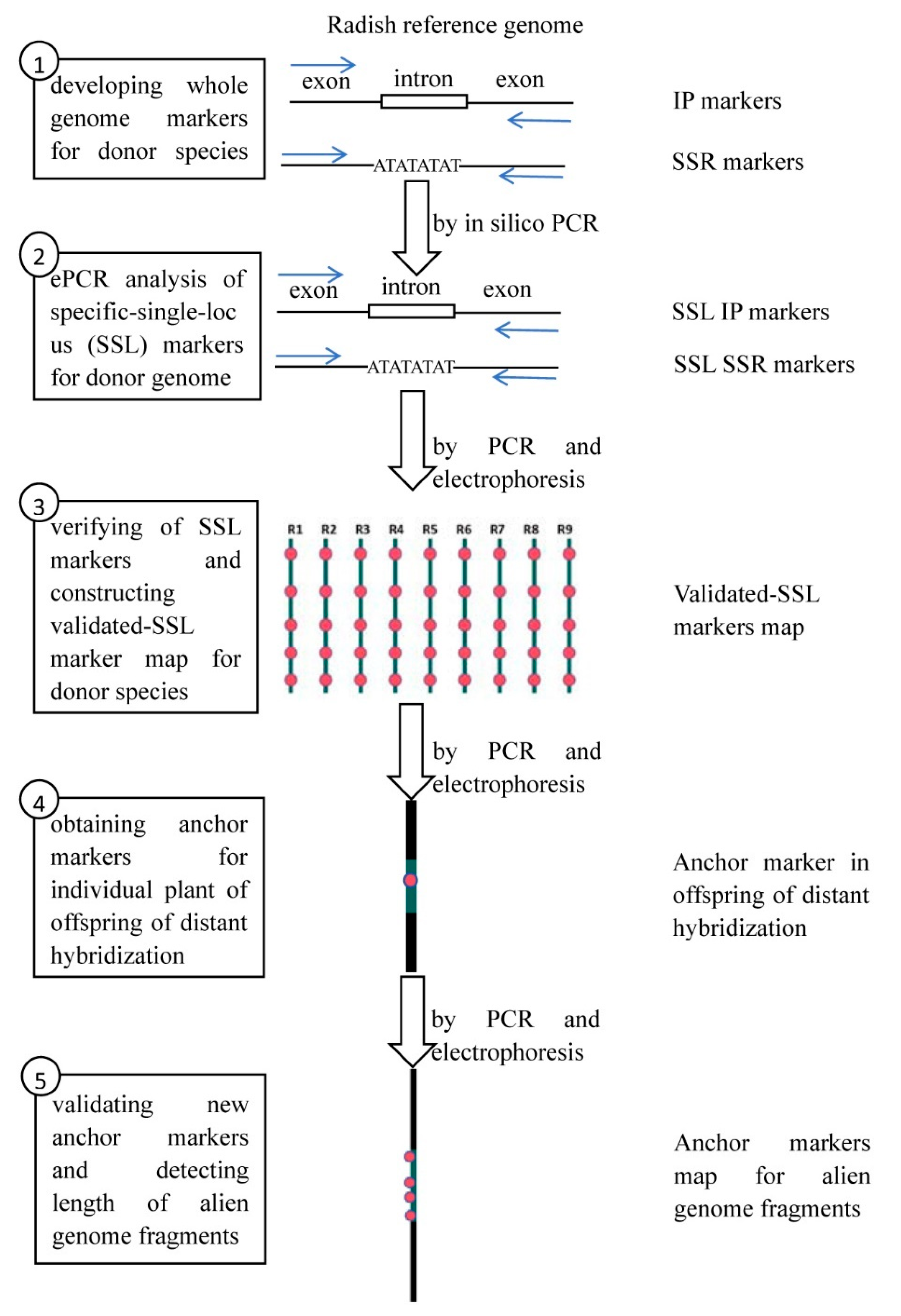Ijms 25 13687 g001 Ijms 25 13687 g001
