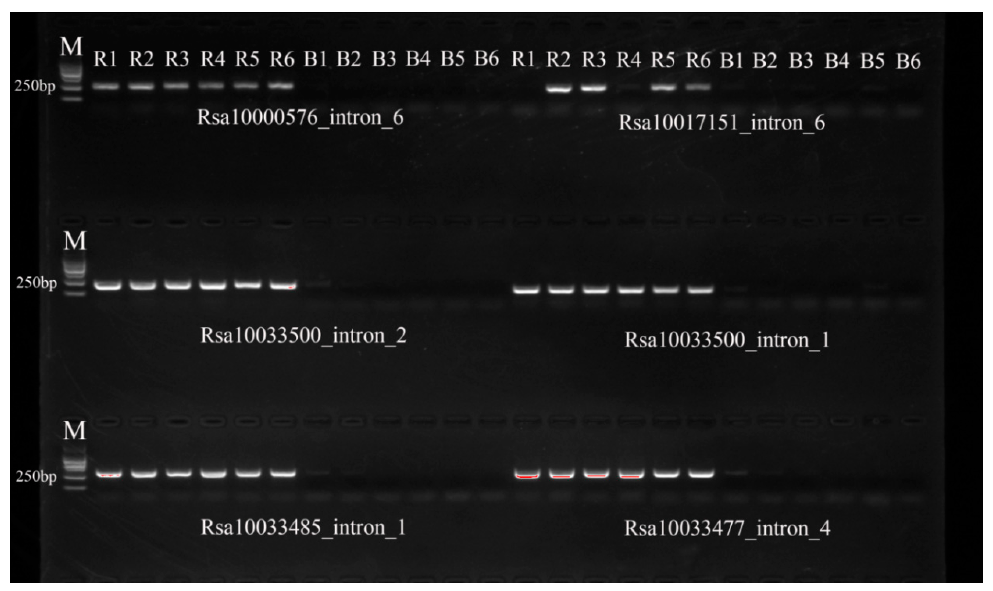 Ijms 25 13687 g004 Ijms 25 13687 g004