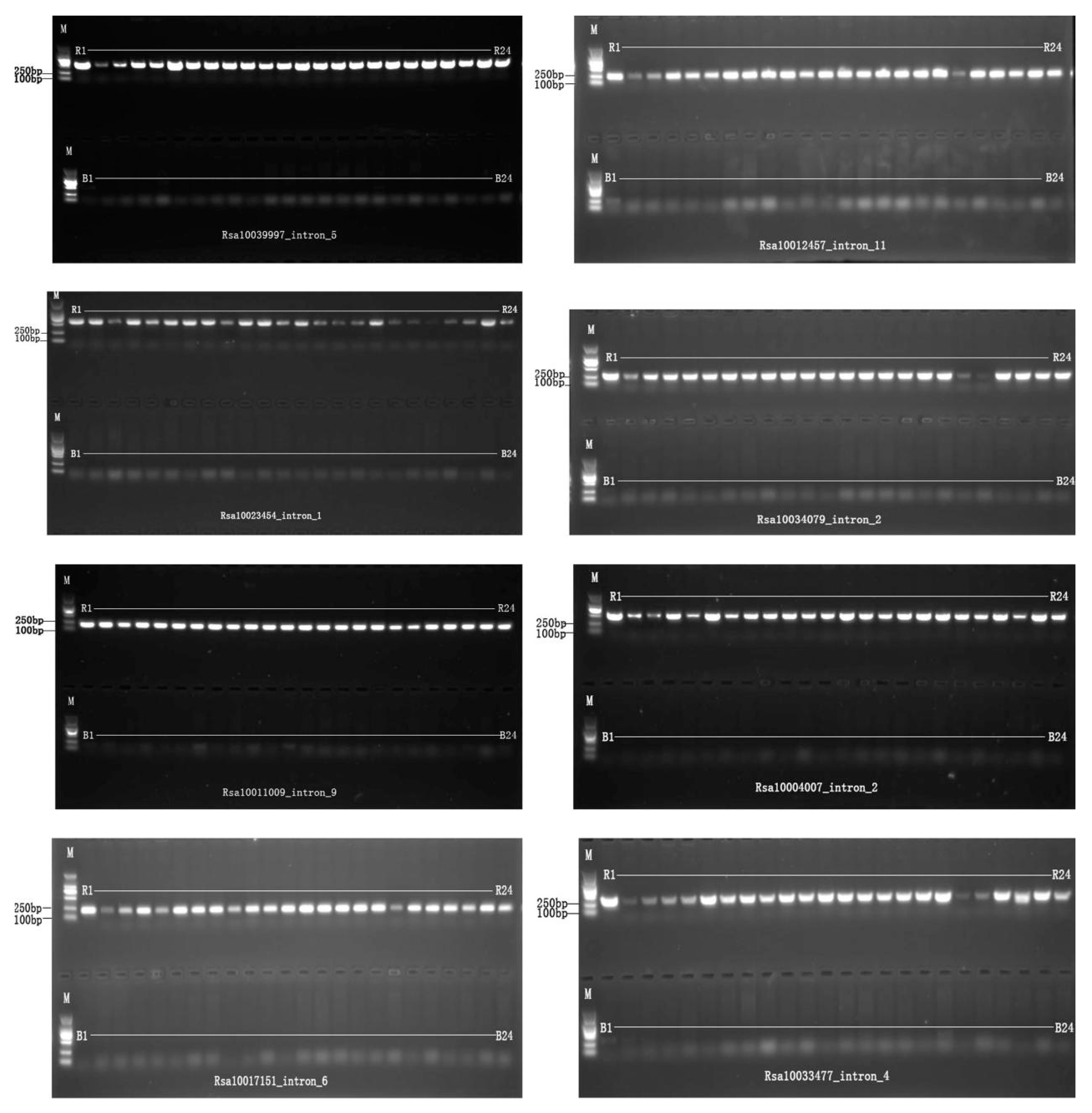 Ijms 25 13687 g005 Ijms 25 13687 g005