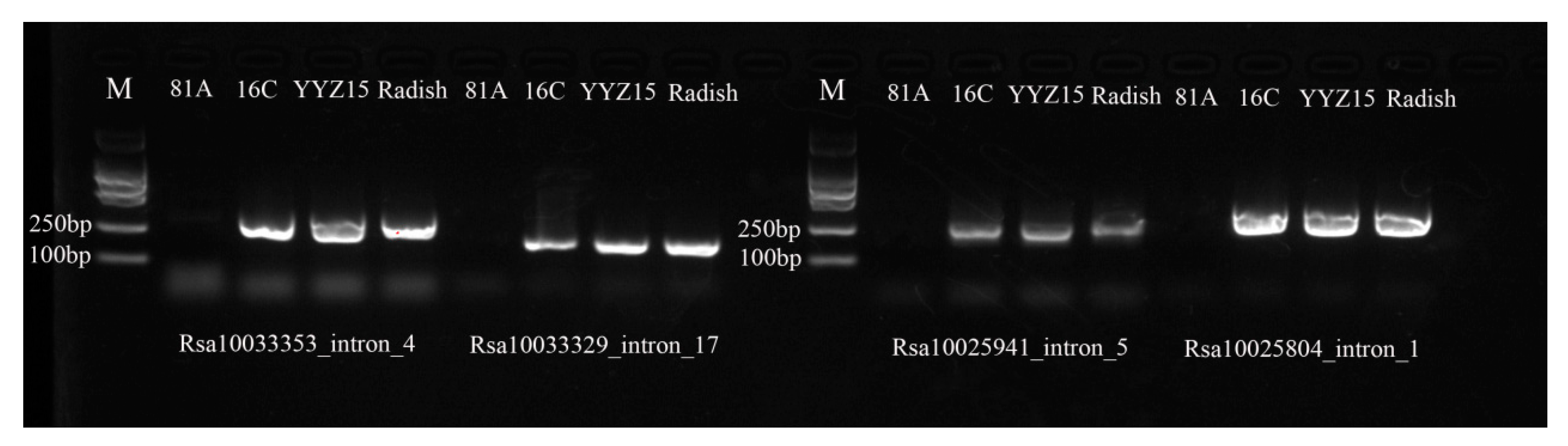 Ijms 25 13687 g006 Ijms 25 13687 g006