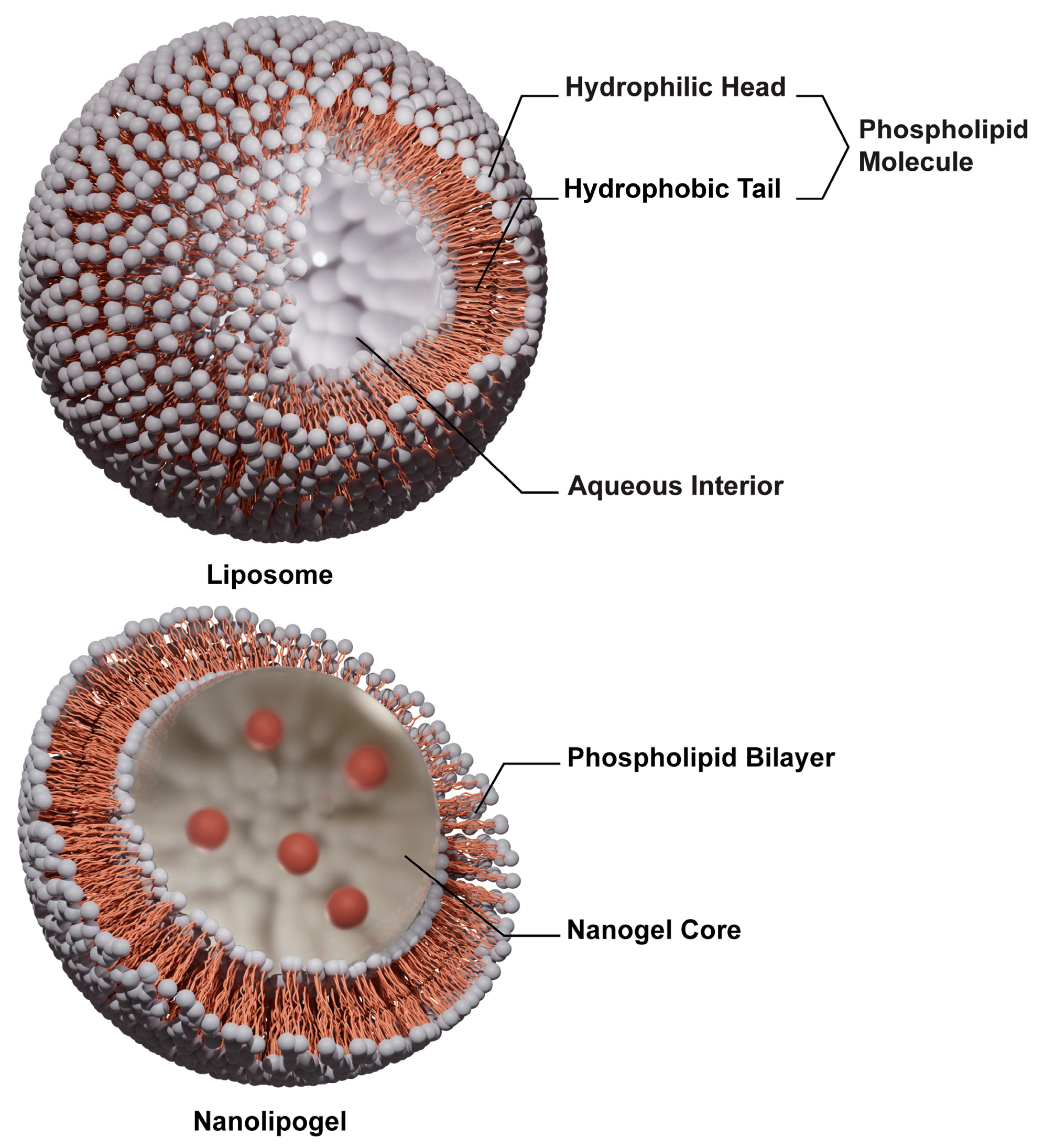 Ijms 25 13724 g001 Ijms 25 13724 g001