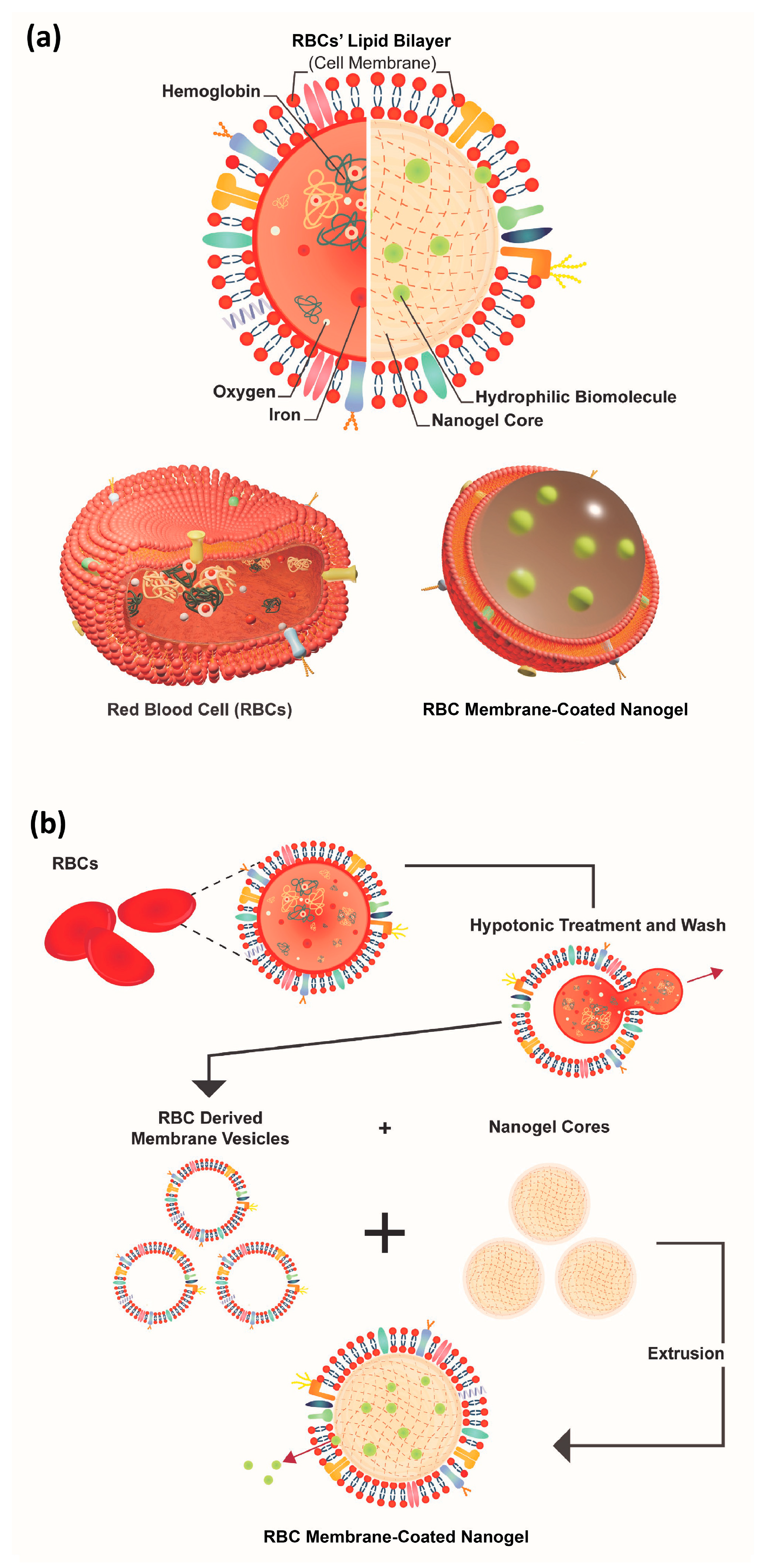 Ijms 25 13724 g002 Ijms 25 13724 g002