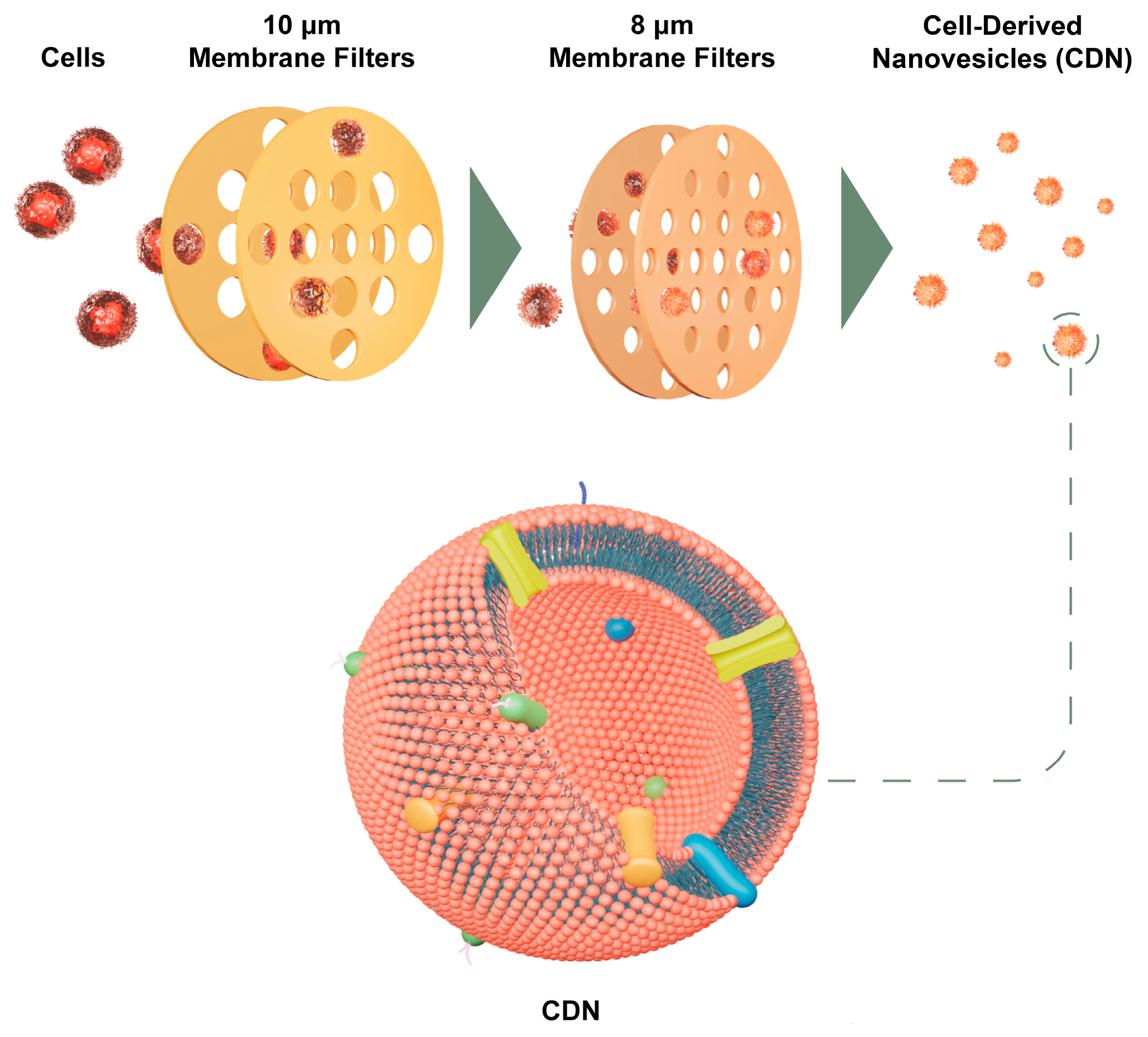 Ijms 25 13724 g009 Ijms 25 13724 g009