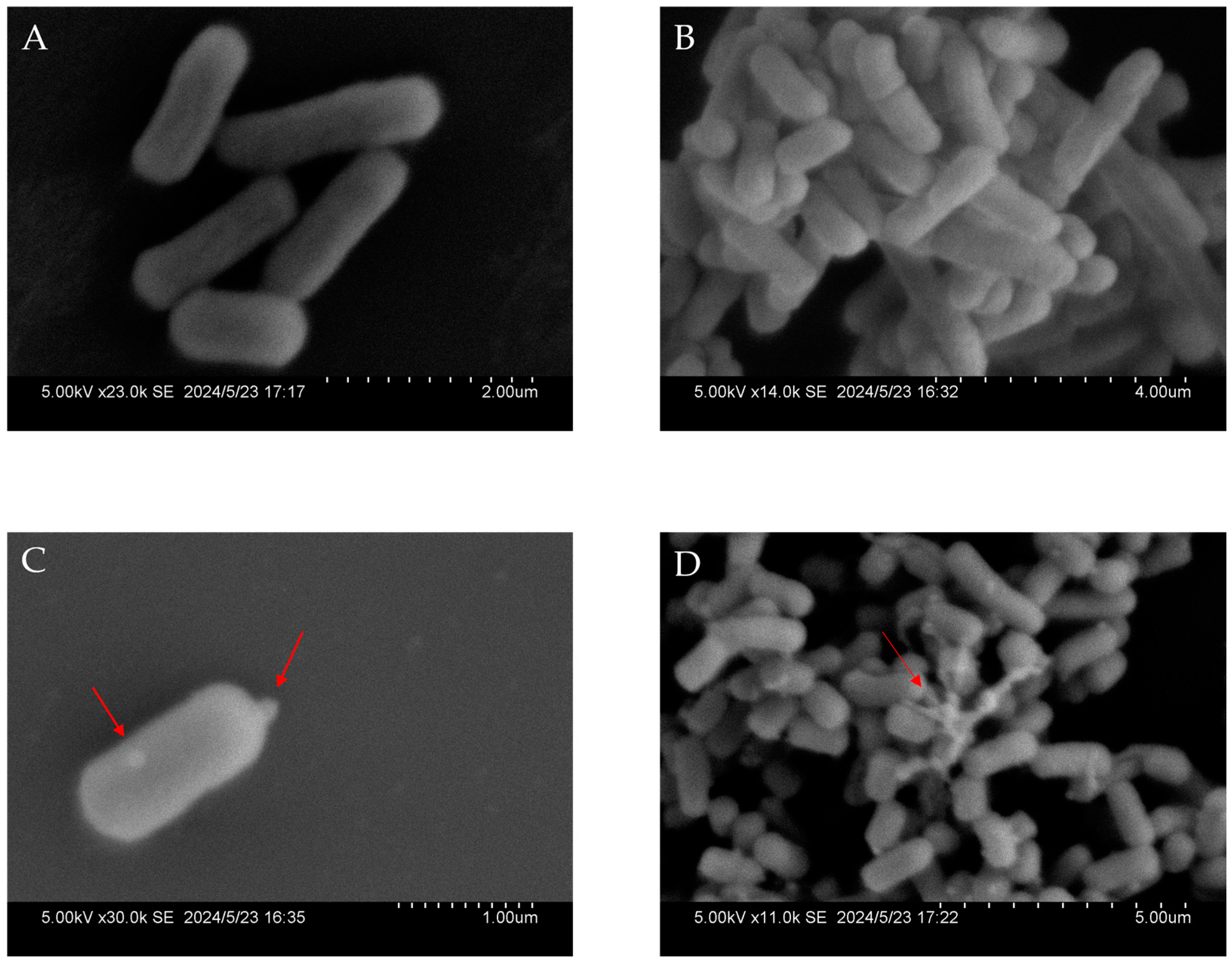 A Potent Antibacterial Peptide (P6) from the De Novo