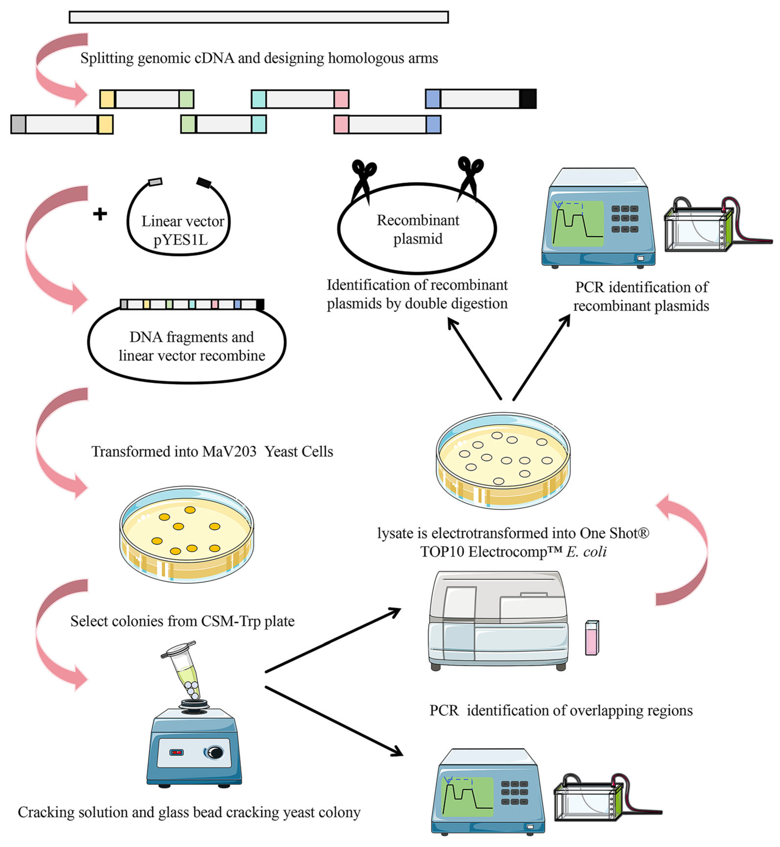 語学+参考書 Recombinant Protein Production in Yeast: Methods and Protocols (Methods in Molecular Biology 866) Recombinant Protein Production in Yeast: Methods and