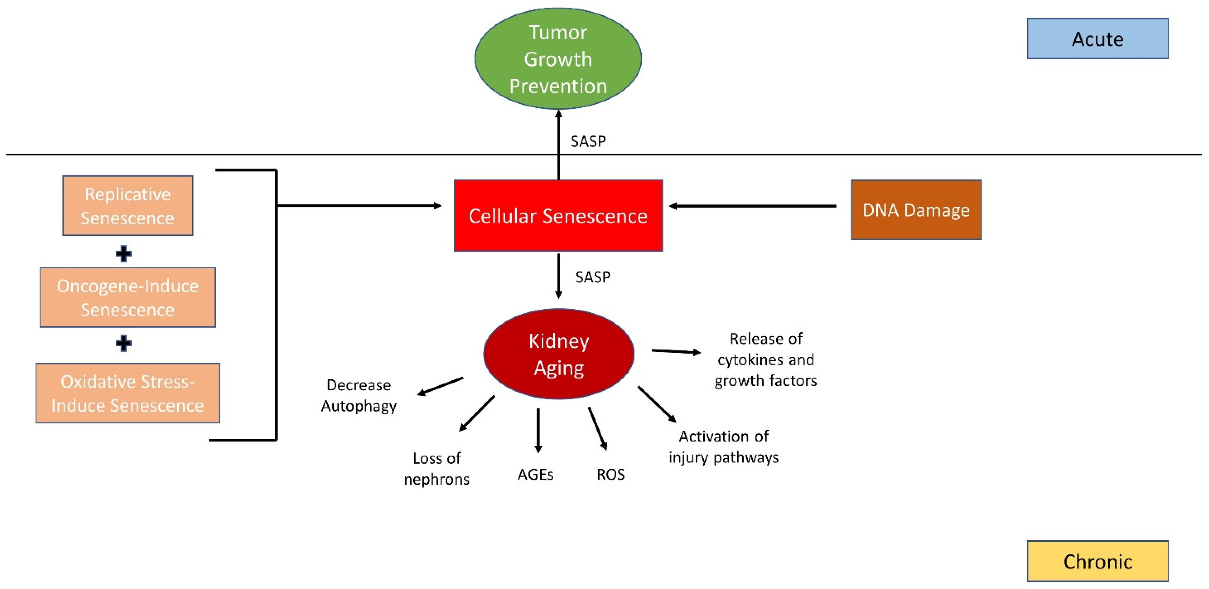 Ijms 26 00003 g001 Ijms 26 00003 g001