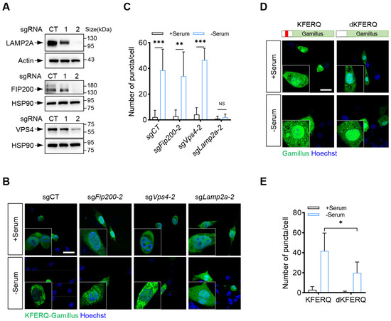 Tracking Chaperone-Mediated Autophagy Flux with a pH