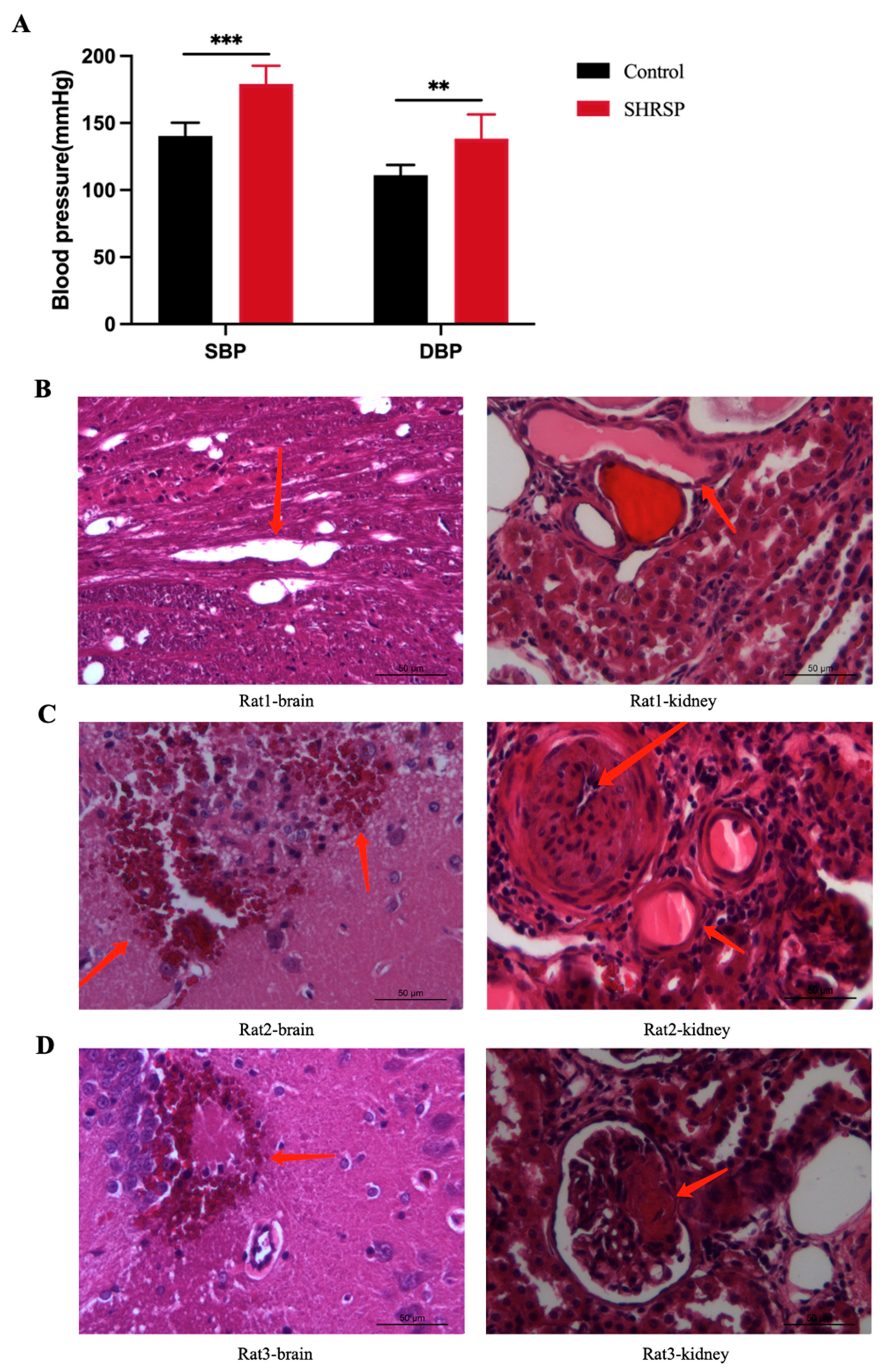 Ijms 26 00021 g002 Ijms 26 00021 g002